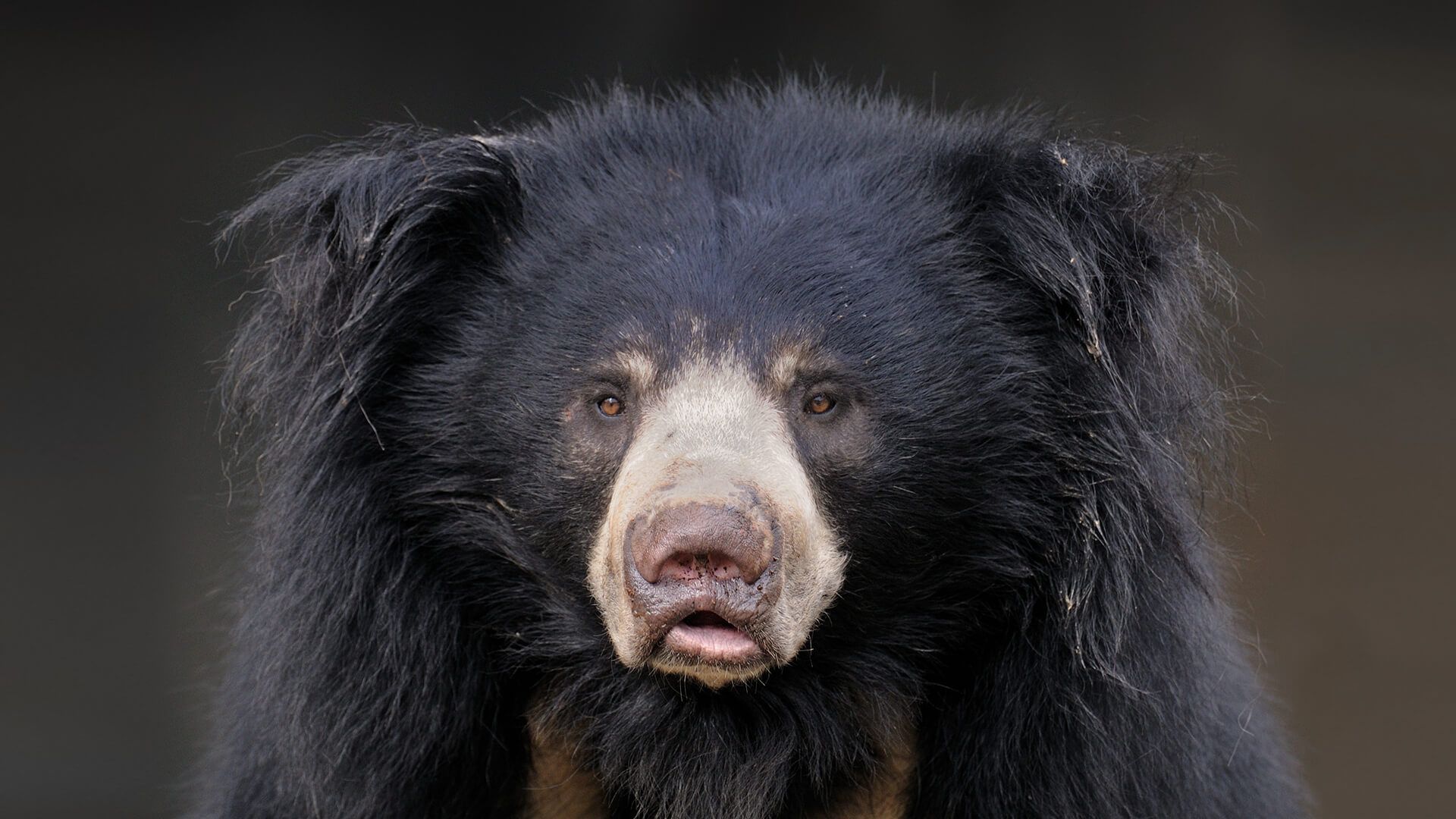 1920x1080 Sloth Bear. San Diego Zoo Animals & Plants