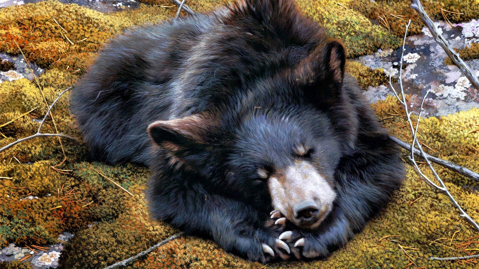 1920x1080 Download Animal Sun Bear HD Wallpaper