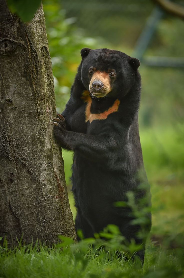 736x1113 Malayan Sun Bear Helarctos malayanus