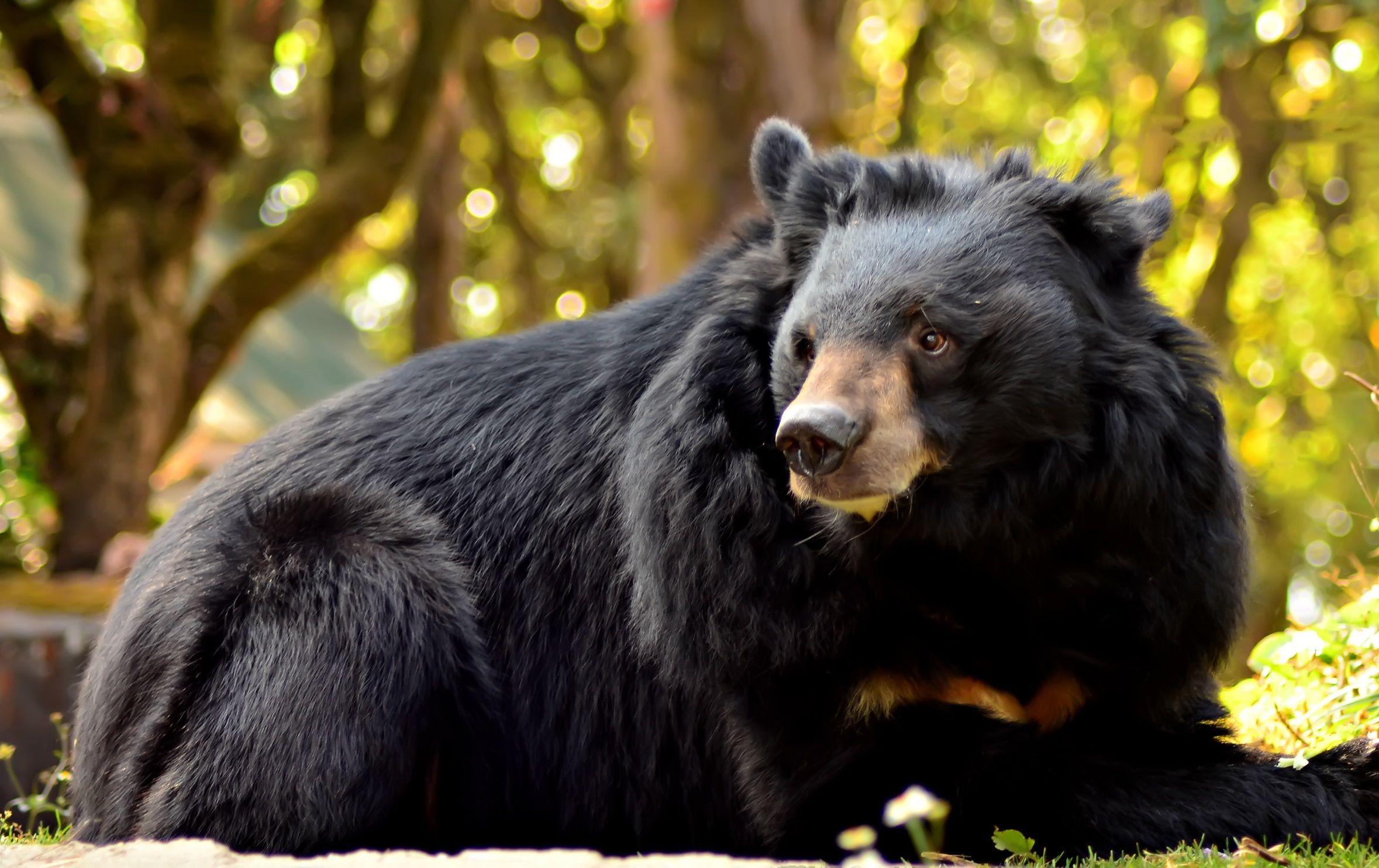 2358x1484 Spectacled Bear Wallpaper