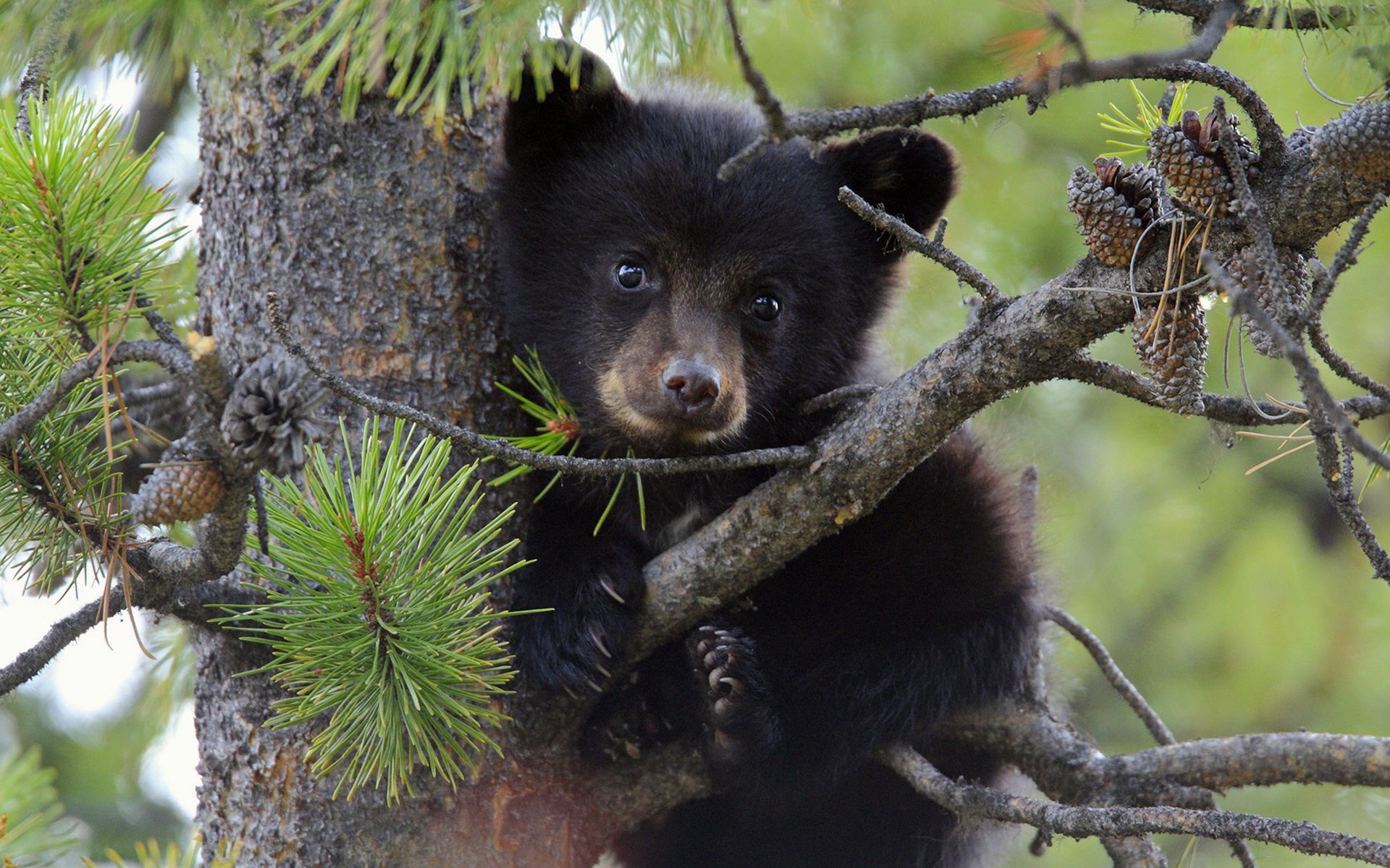 1920x1200 Download Animal Bear HD Wallpaper