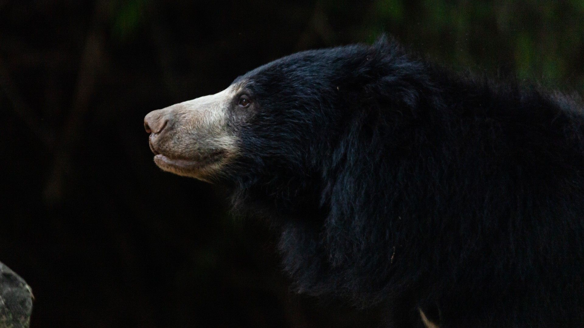 1920x1080 Bear Of The Month