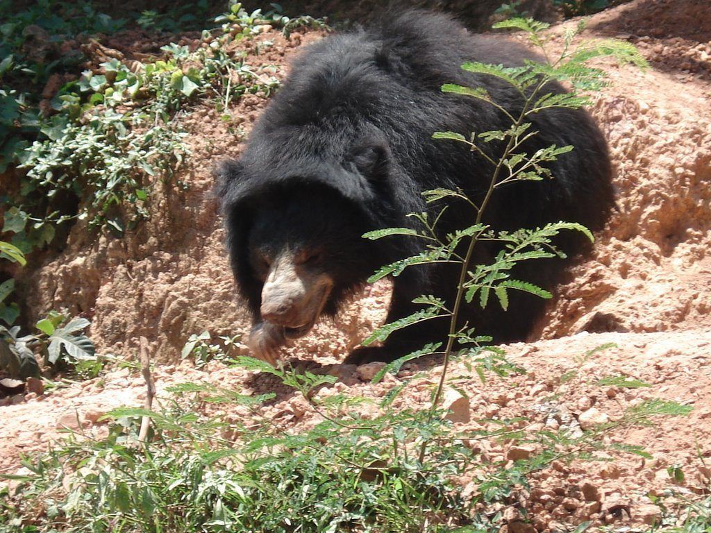 1024x768 Free Sloth Bear Wallpaper download