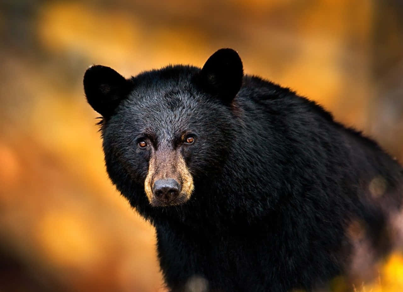 1280x930 Download Cool Black Bear Nature Picture