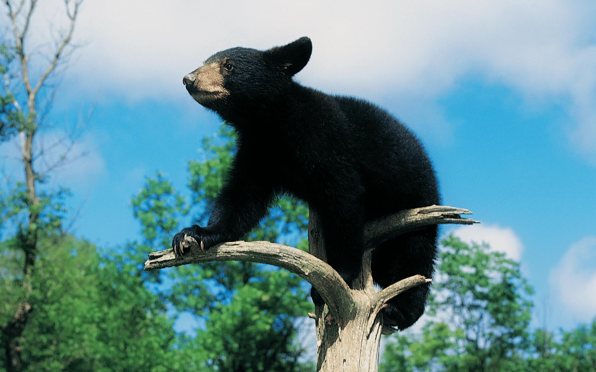 1920x1200 Download Animal Bear HD Wallpaper