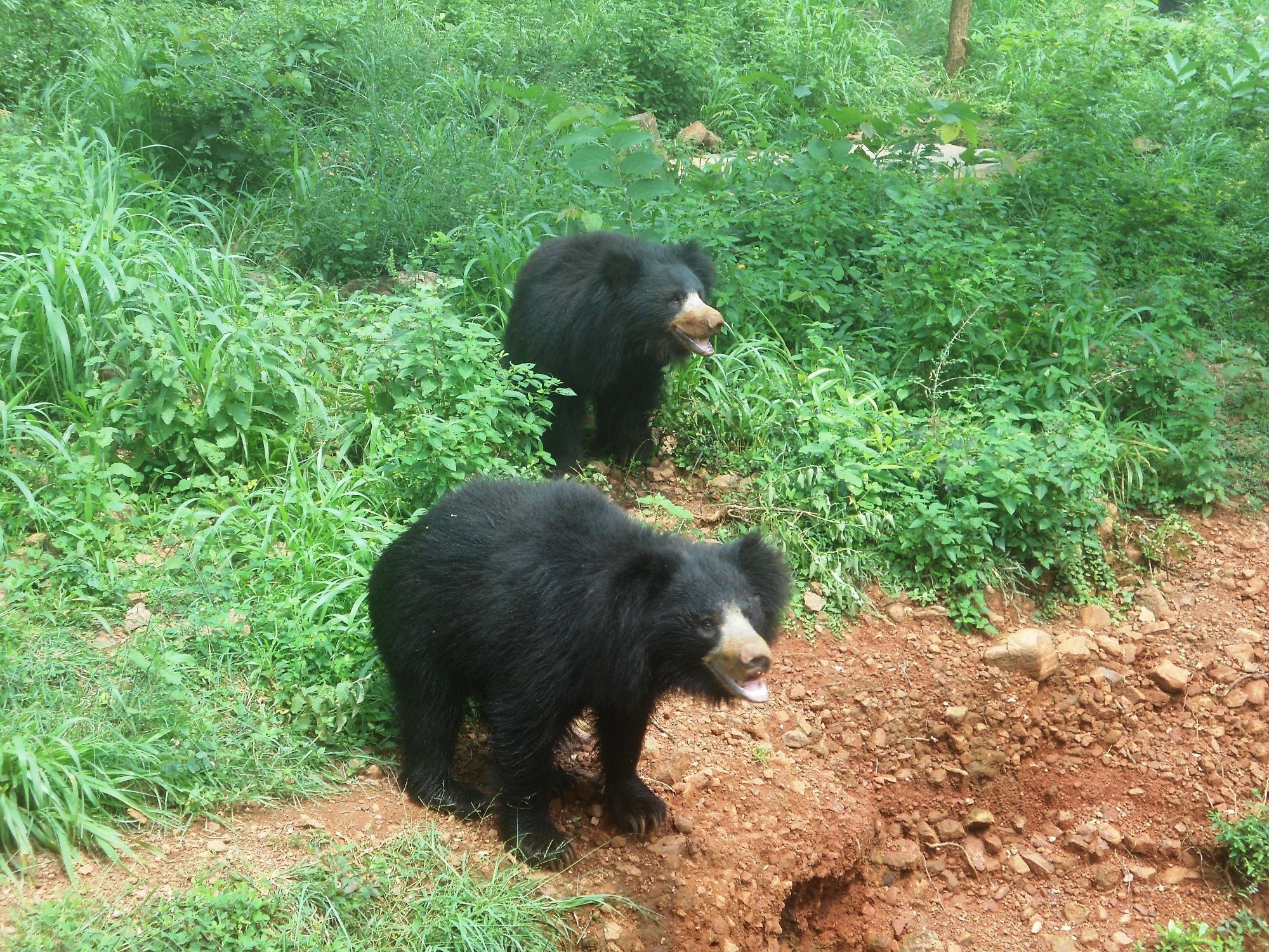 2000x1500 Ursus ursinus sloth bear at