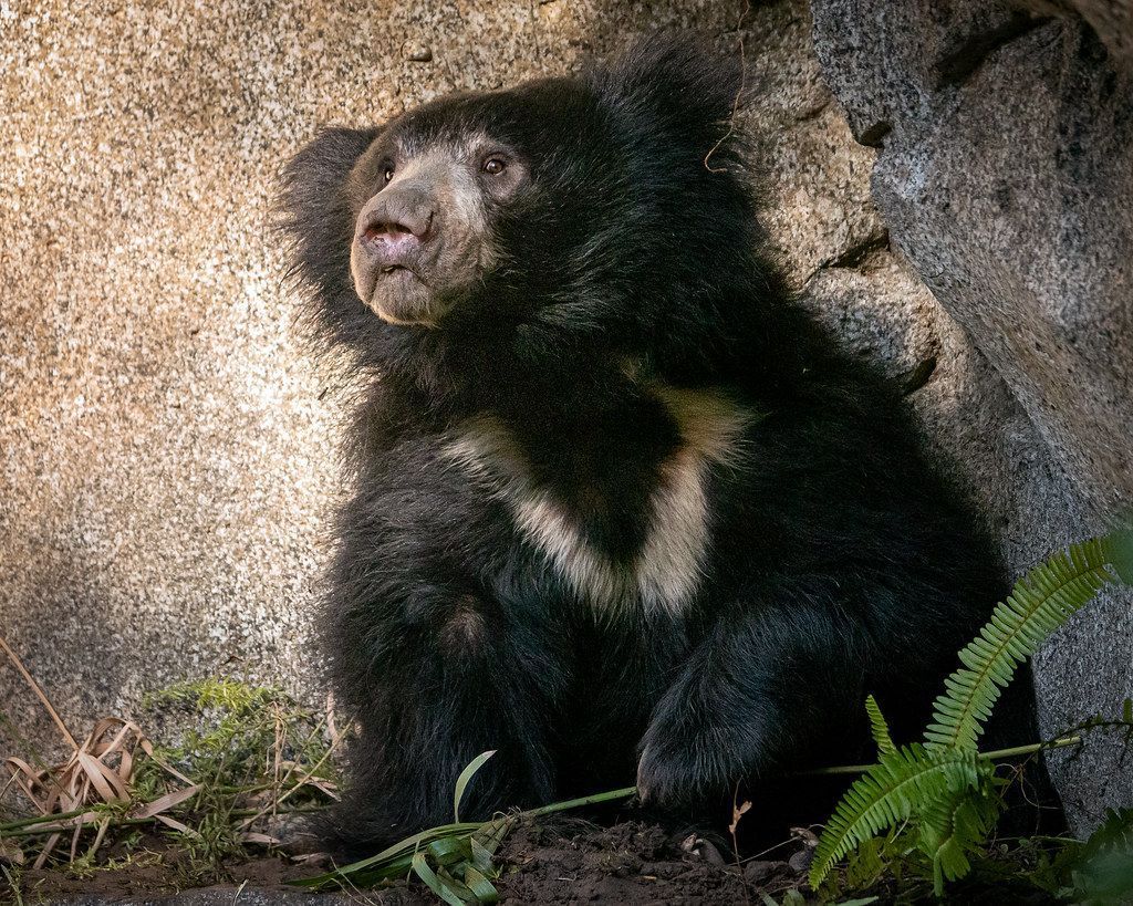 1024x819 Male sloth bear Melursus ursinus