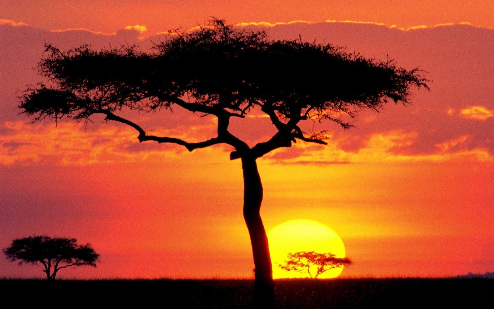 1680x1050 Sunsets African Sun Sunset Tree Africa Nature Dual Wallpaper