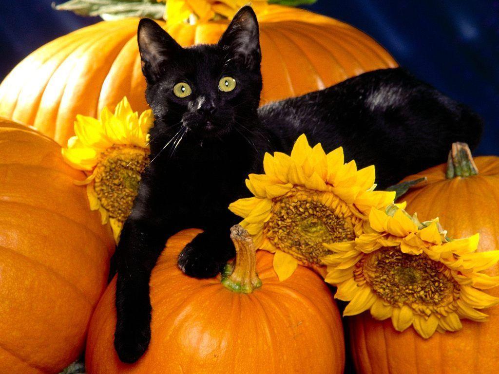 1024x768 Cat Ready for Halloween wallpaper Gallery