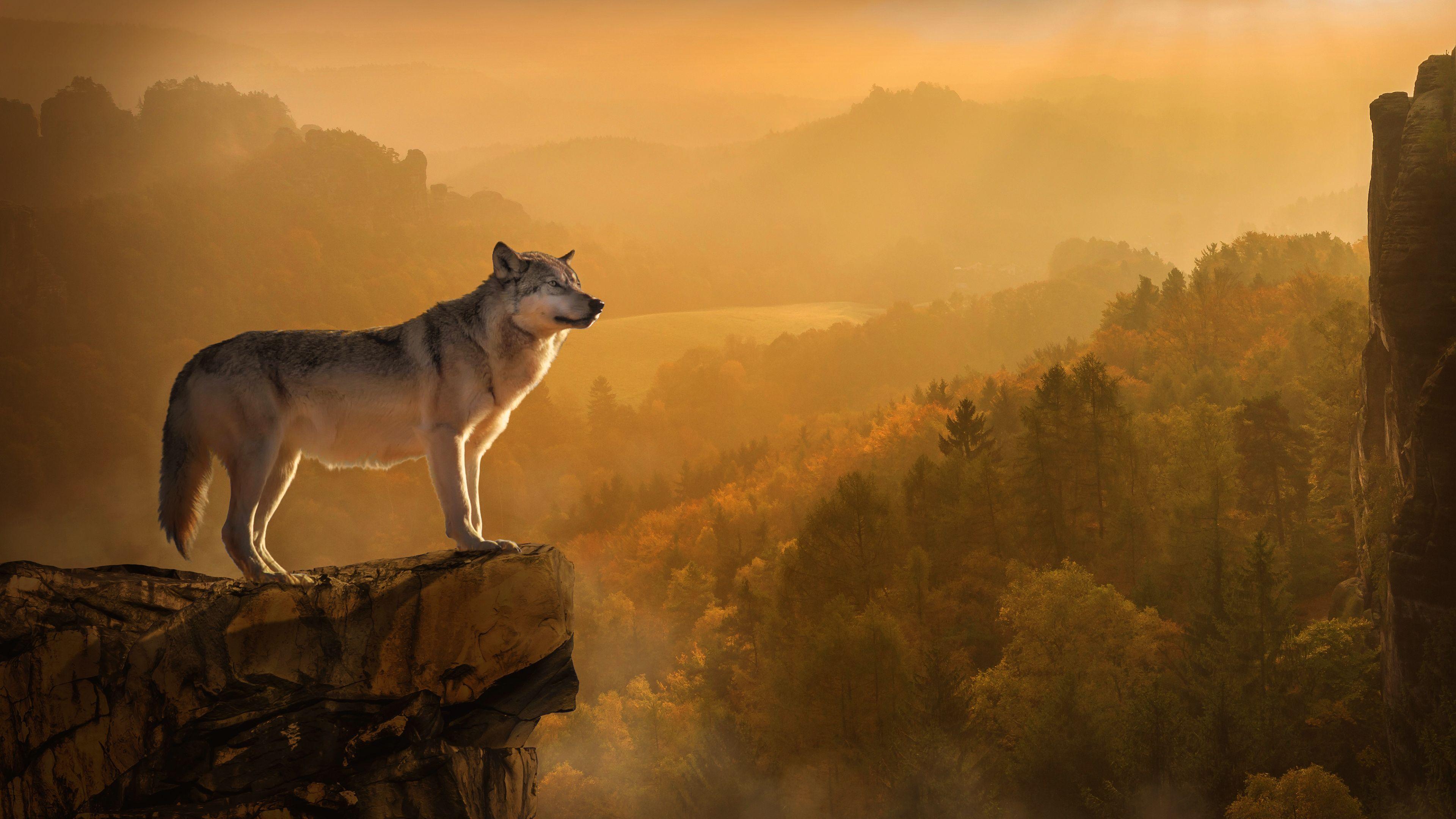 3840x2160 4K Autumn Wolf Wallpaper HD