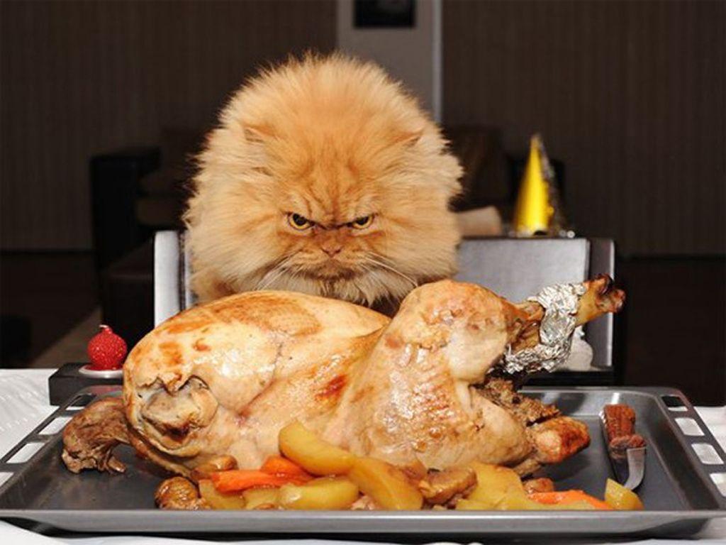 Funny Animal Thanksgiving Wallpapers - Top Free Funny Animal Thanksgiving  Backgrounds - WallpaperAccess