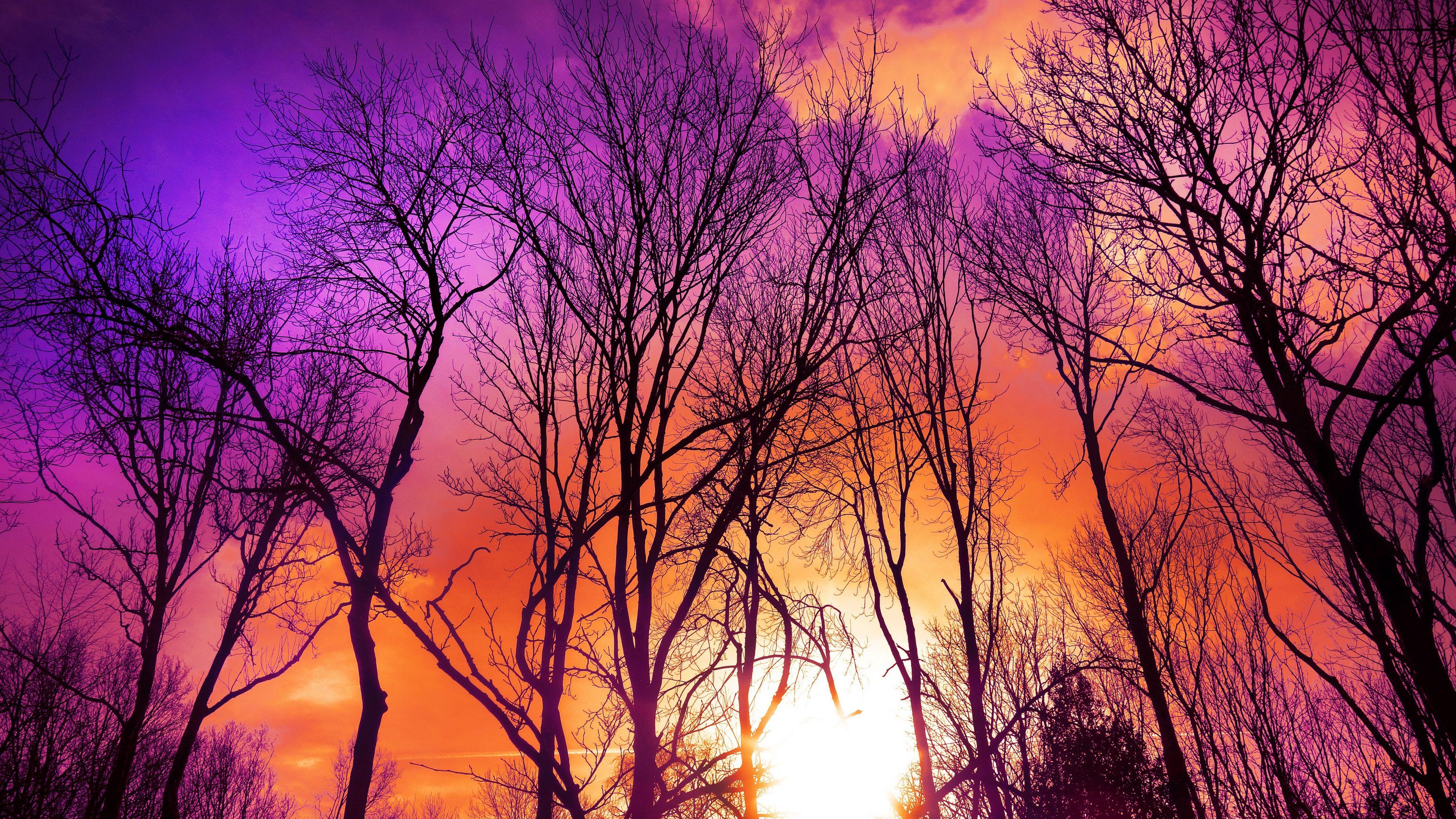 3840x2160 Download wallpaper 3840x2160 trees, sunset, autumn 4k uhd 16