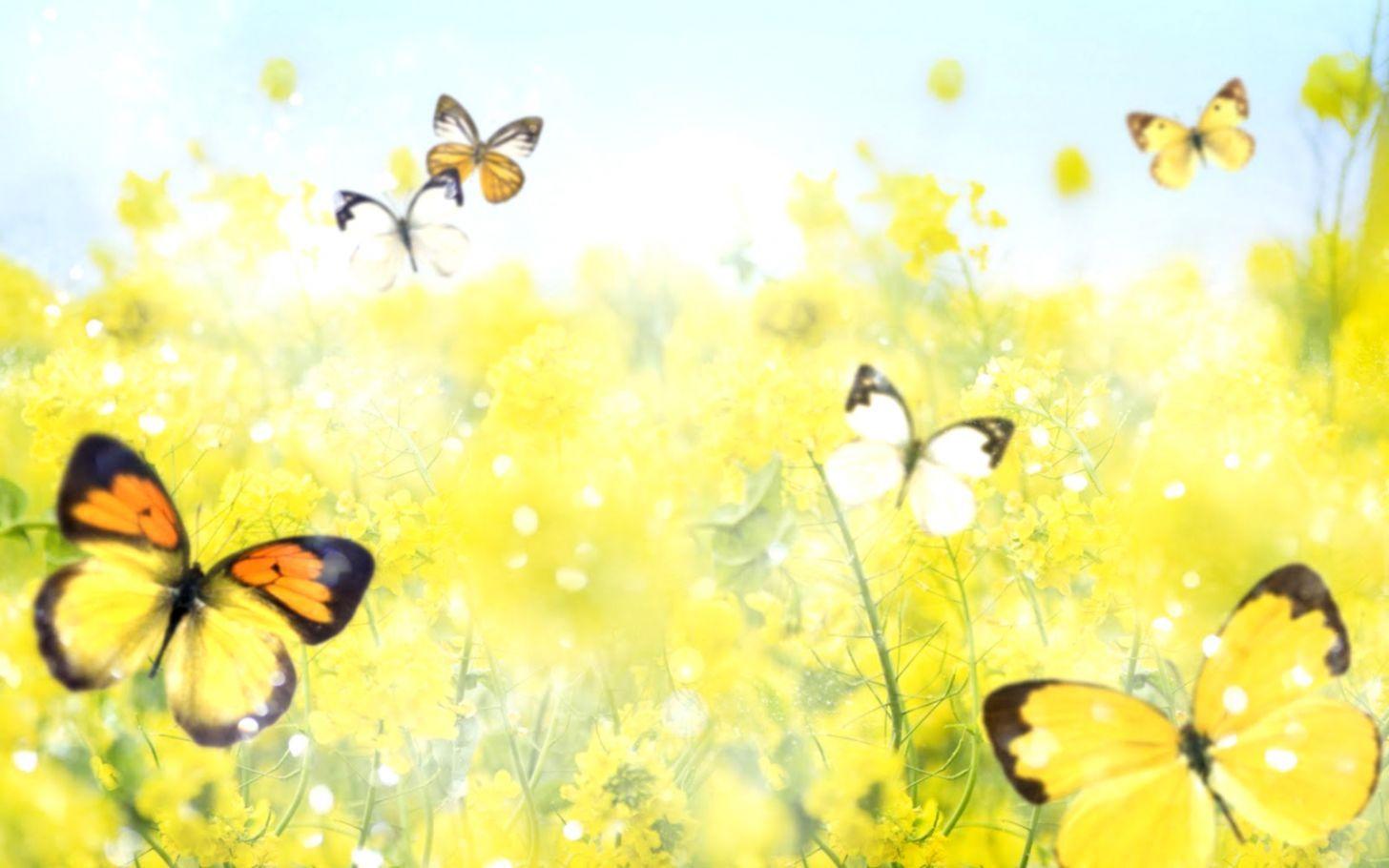 1456x910 Cartoon Flowers Butterfly Wallpaper