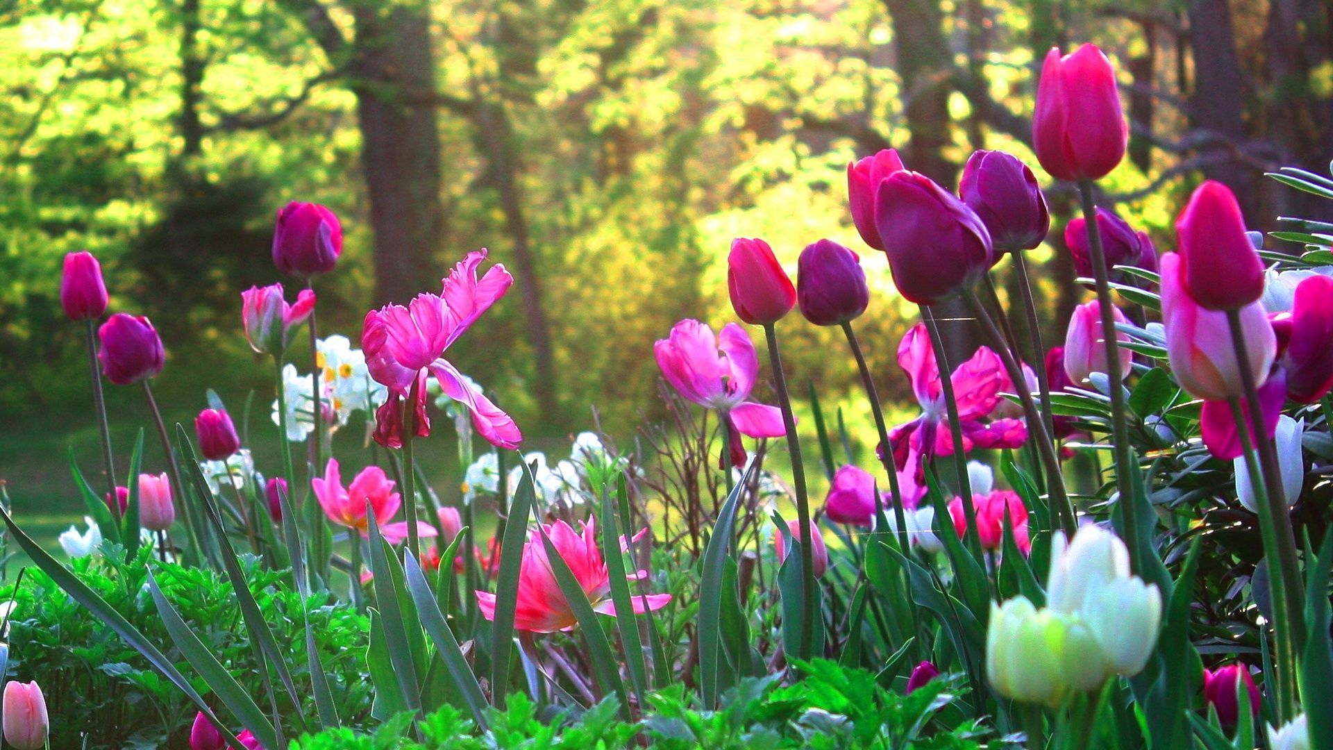 1920x1080 Flower Garden Wallpaper