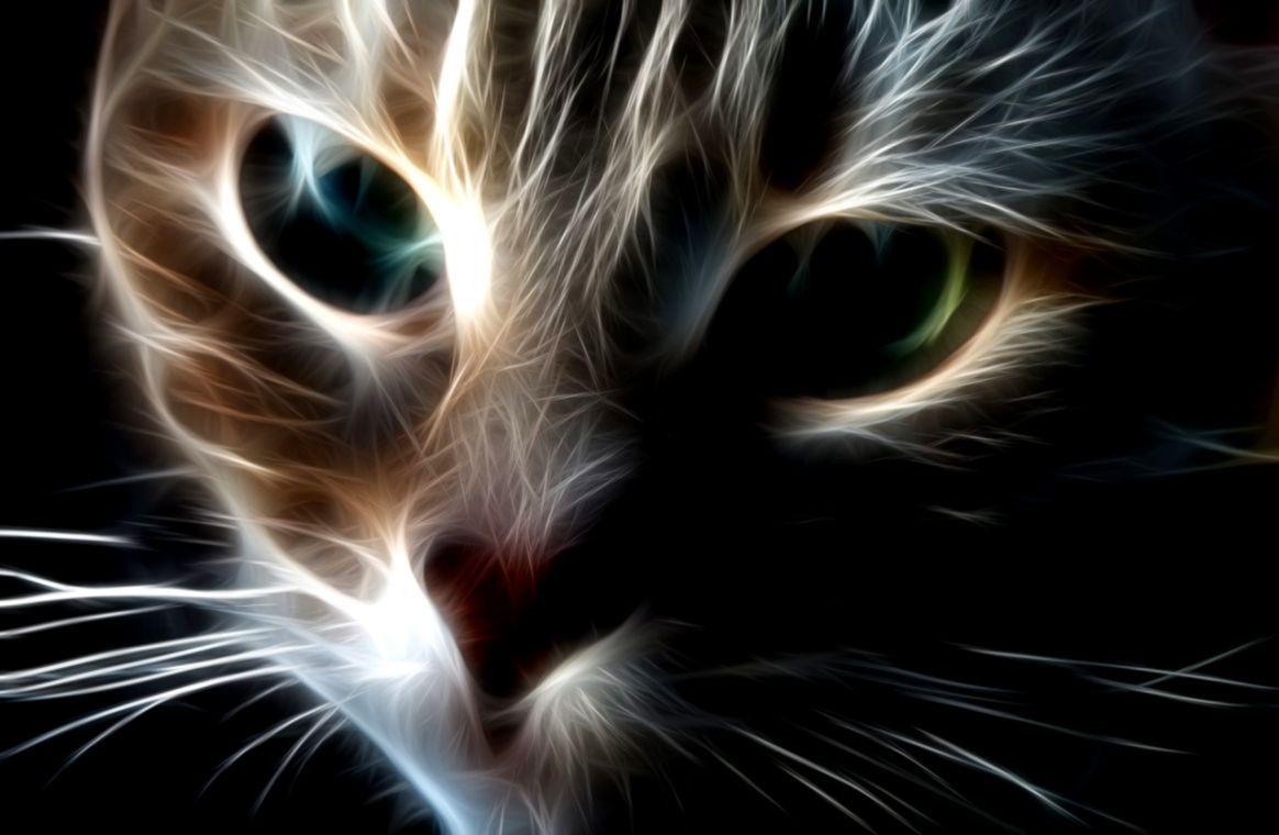 Cartoon Cat Macbook, animated cat HD wallpaper | Pxfuel