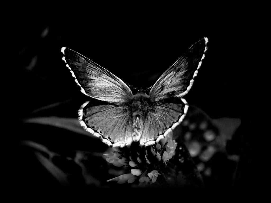 Hình nền con bướm đen 1024x768