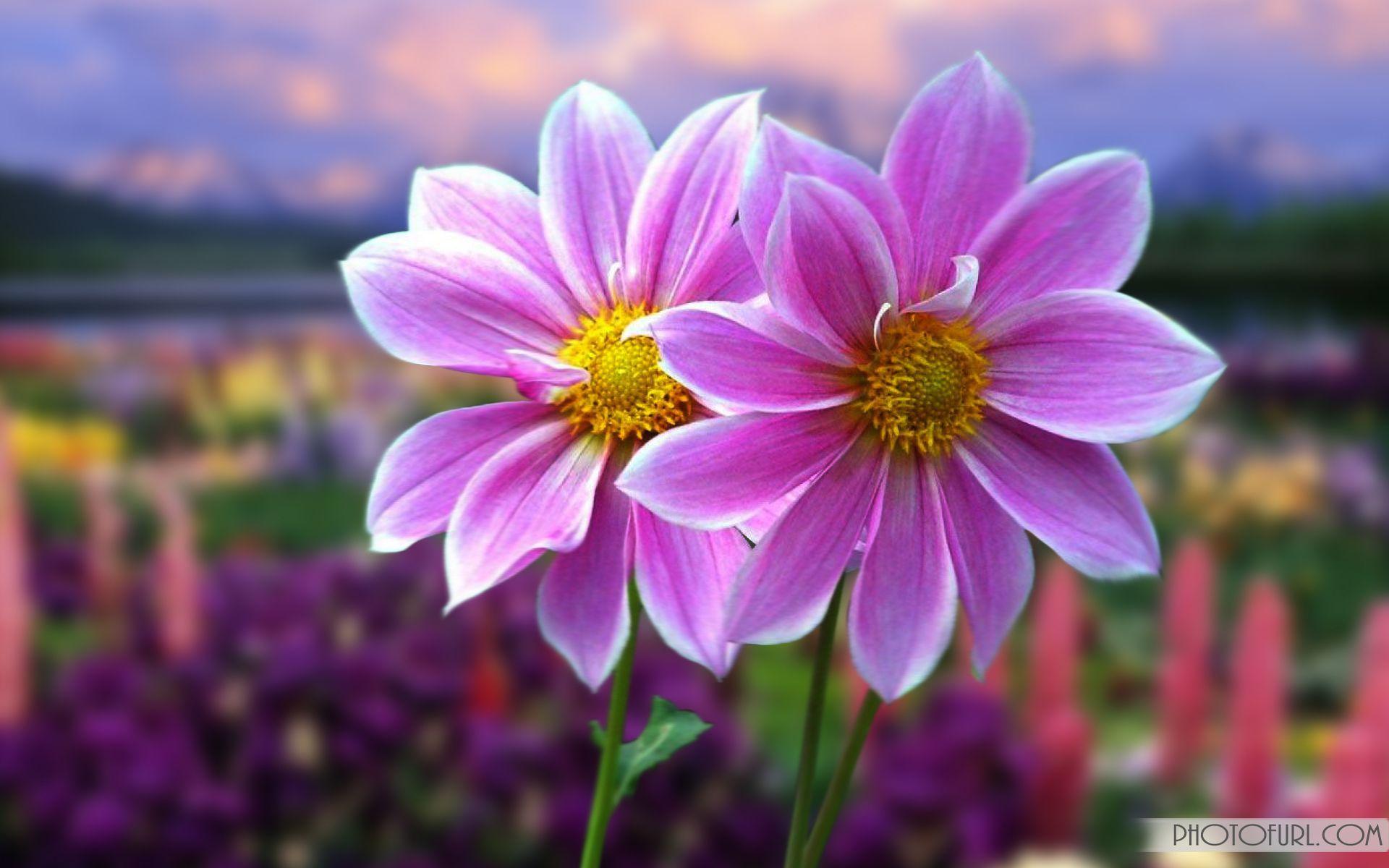 animated flowers wallpapers desktop