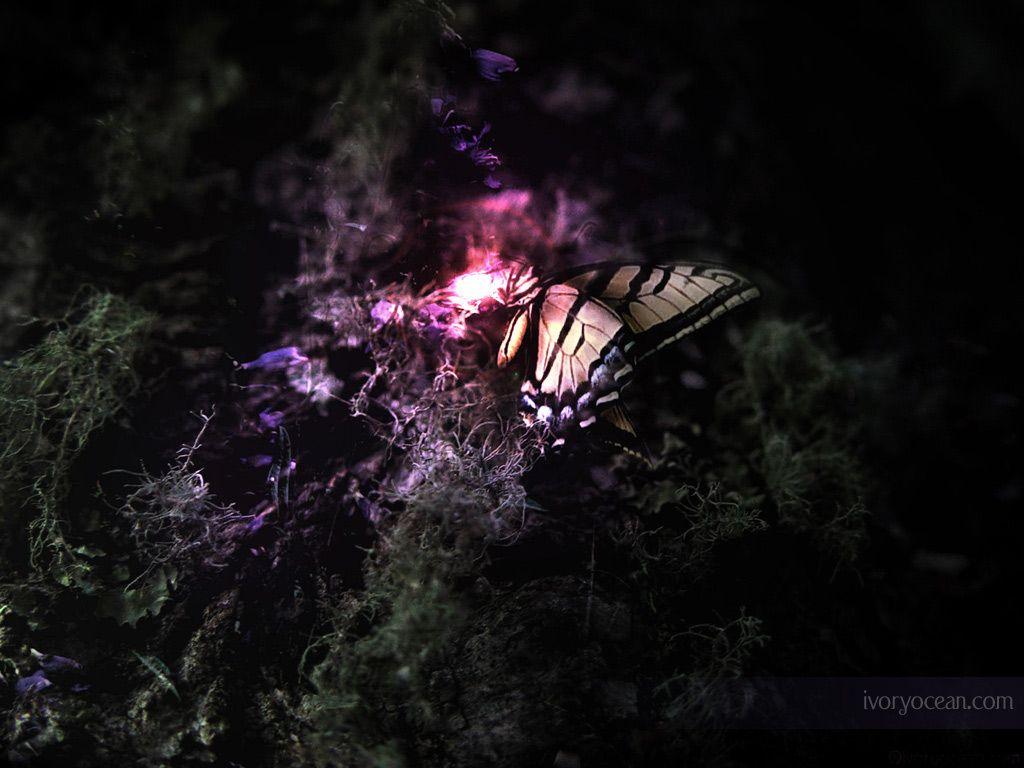 1024x768 Butterfly wallpaper