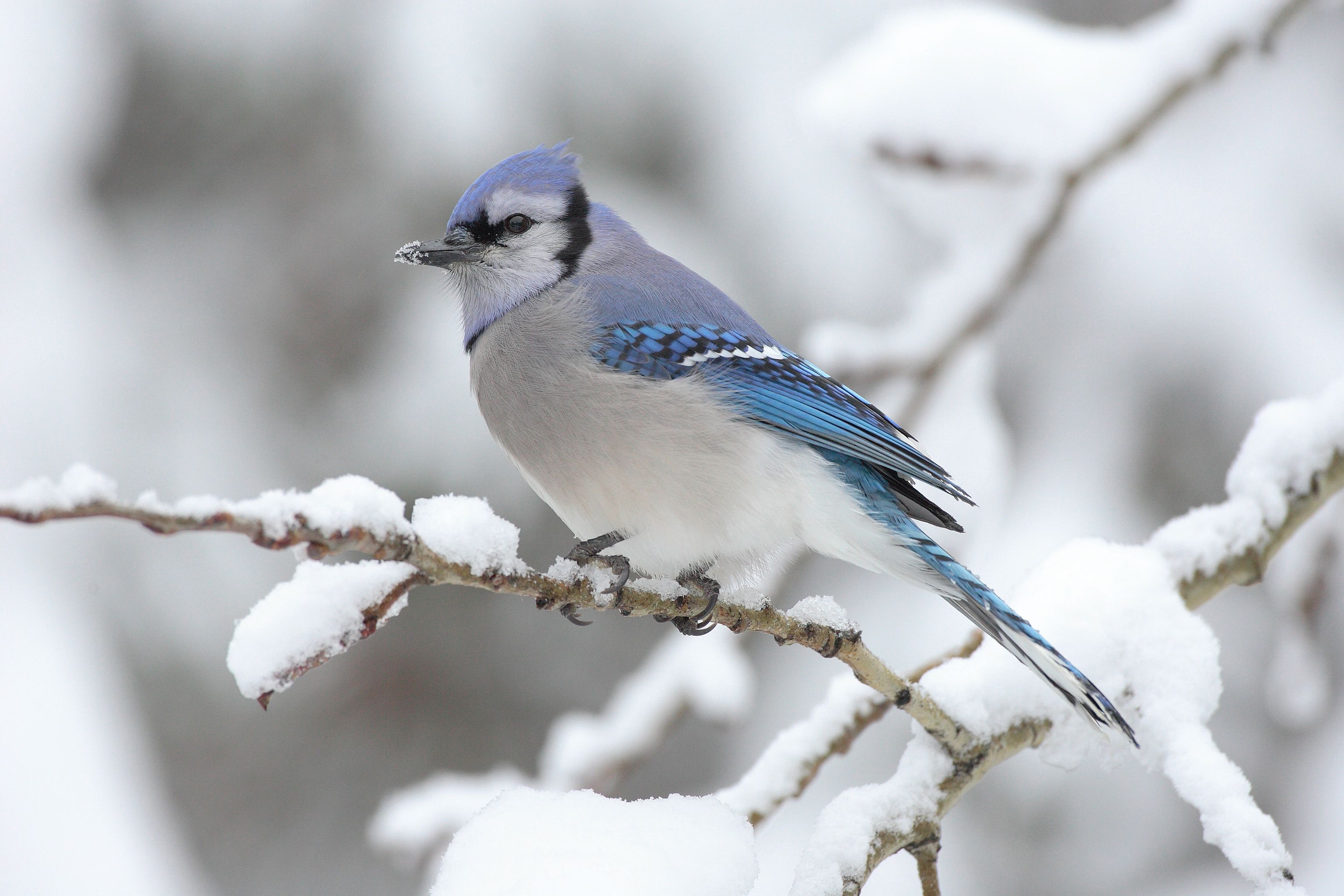 3072x2048 Blue Jay in Winter Wallpaper
