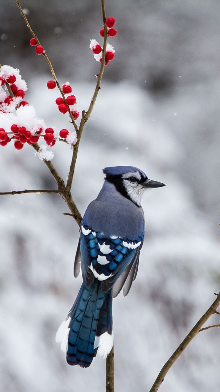 750x1334 Phone wallpaper: Blue Jay, Animal, Bird, Birds 1172659