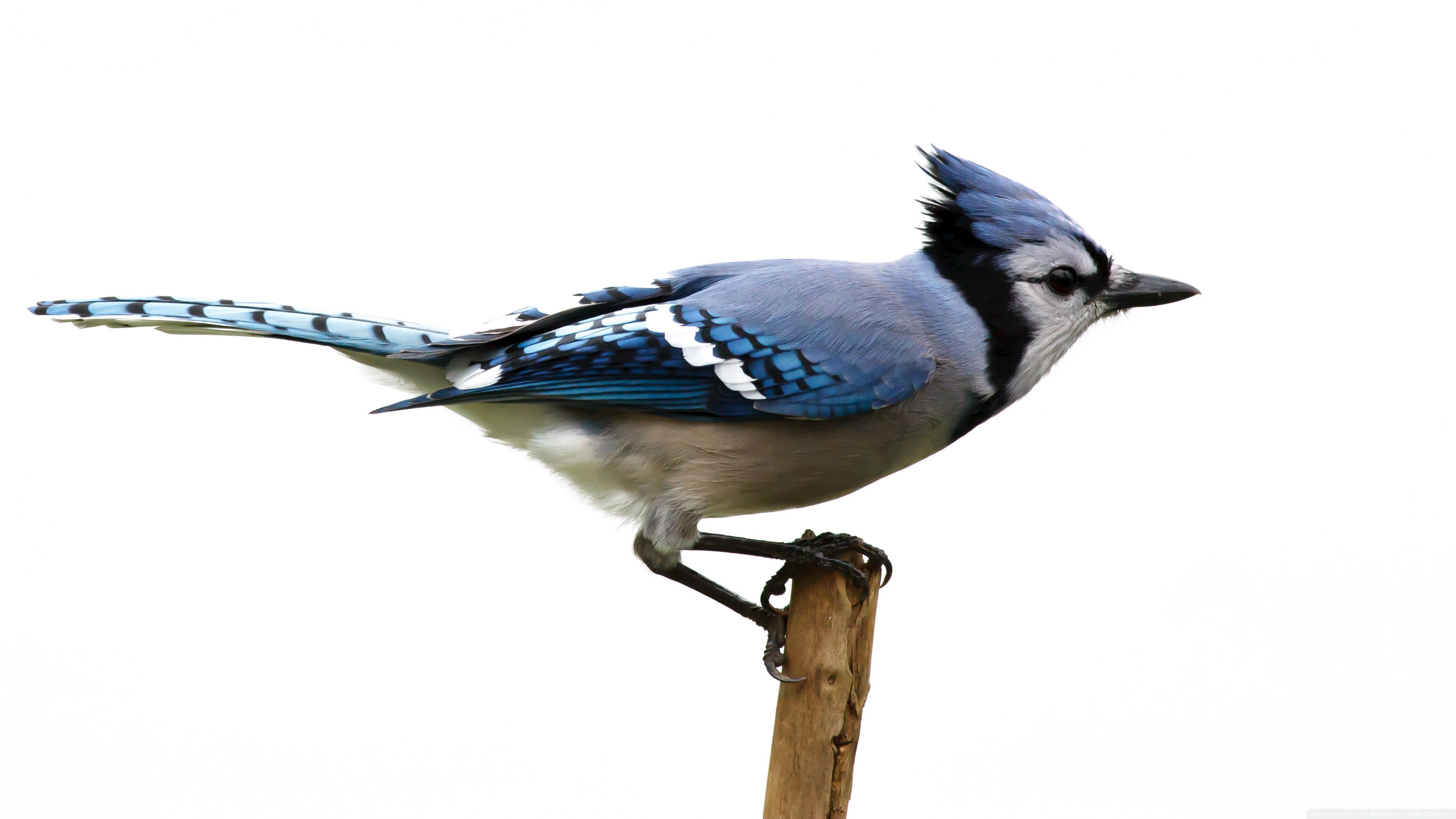 3840x2160 Blue Jay 4K UHD Wallpaper for UltraHD Desktop and TV : Widescreen and UltraWide Display : Smartphone and Tablet Devices