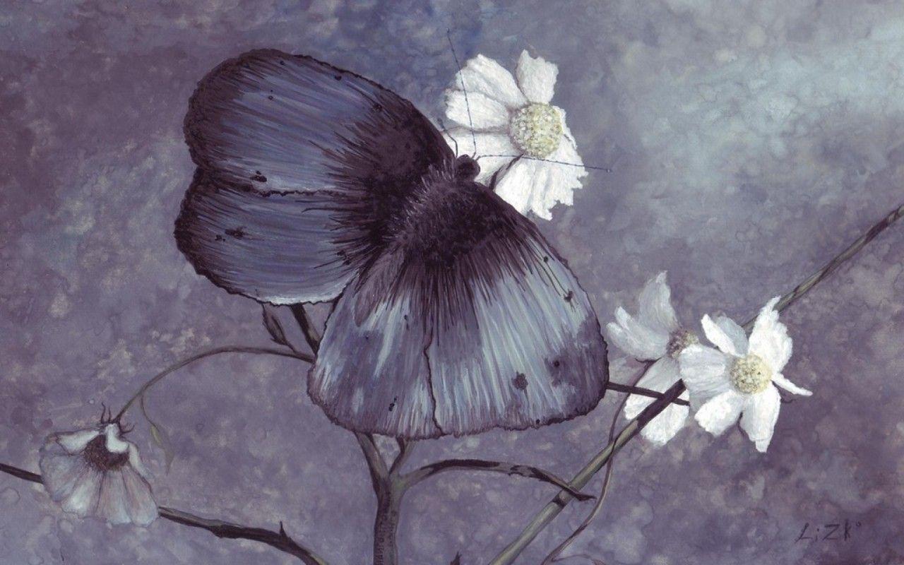 Hình nền Bướm đen & Hoa trắng 1280x800.  Con bướm đen
