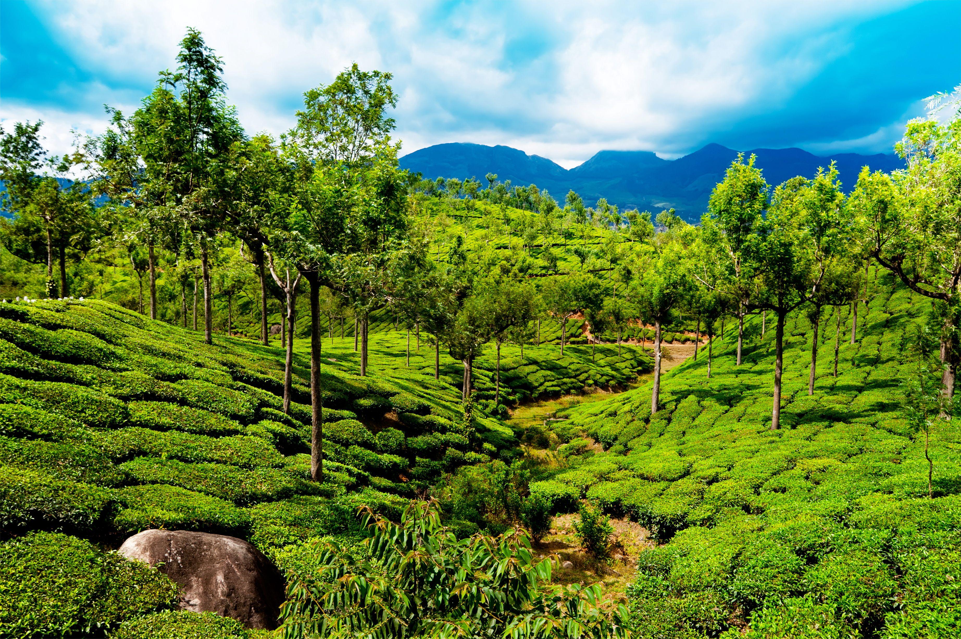 3690x2455 Picture India Kerala Nature Bush Trees 3690x2455