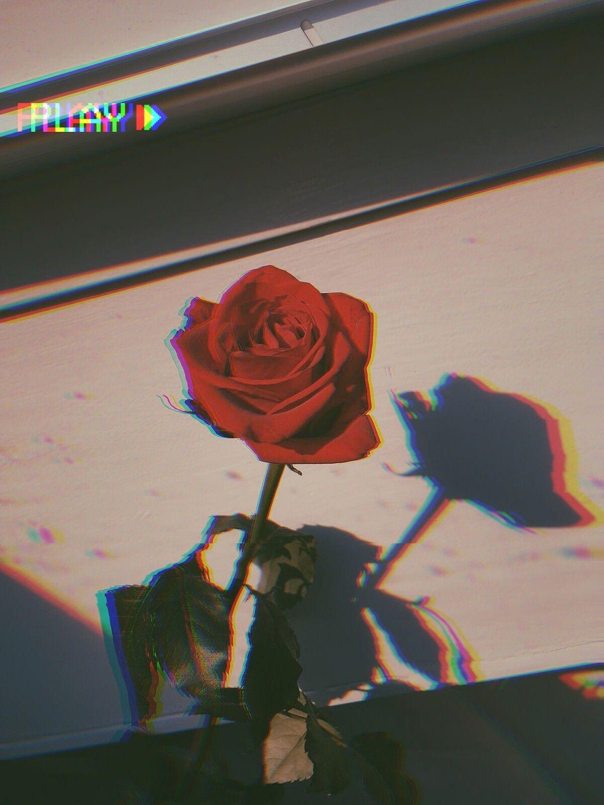Dead Roses Aesthetic Wallpapers Top Free Dead Roses Aesthetic Dead Roses Aesthetic Wallpapers Top Free Dead Roses Aesthetic