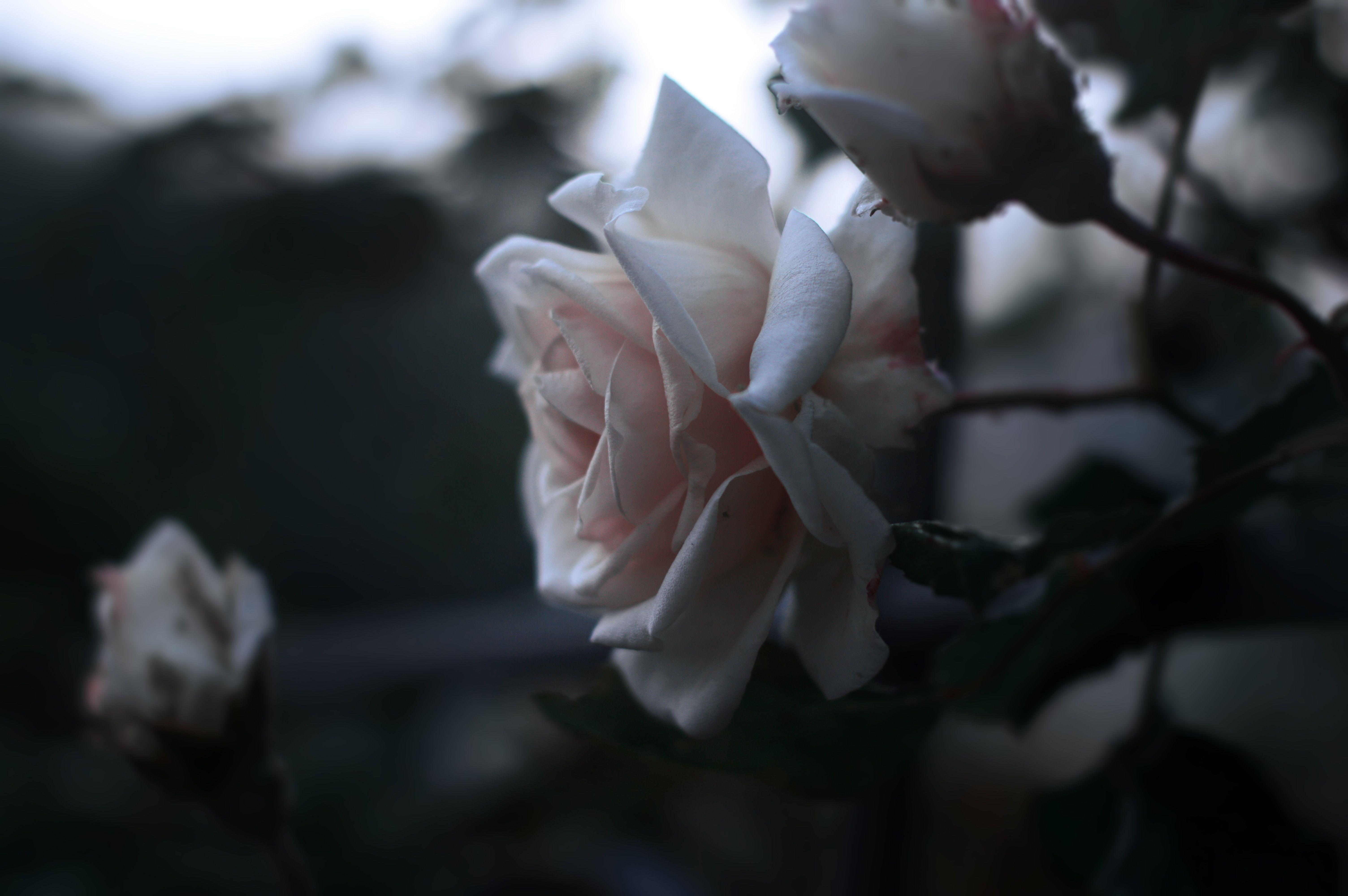 Sad Rose Aesthetic Wallpapers - Top Free Sad Rose Aesthetic Backgrounds