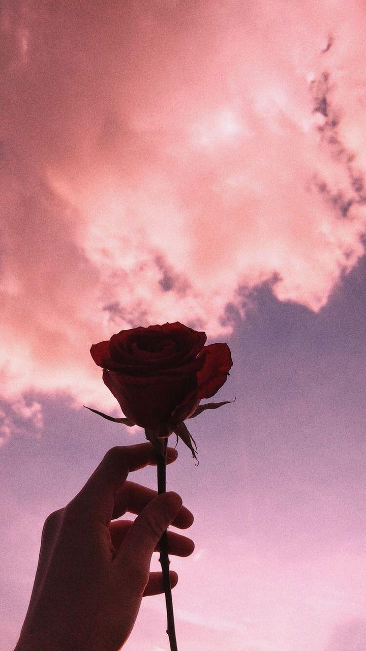 Sad Rose Aesthetic Wallpapers Top Free Sad Rose Aesthetic Backgrounds