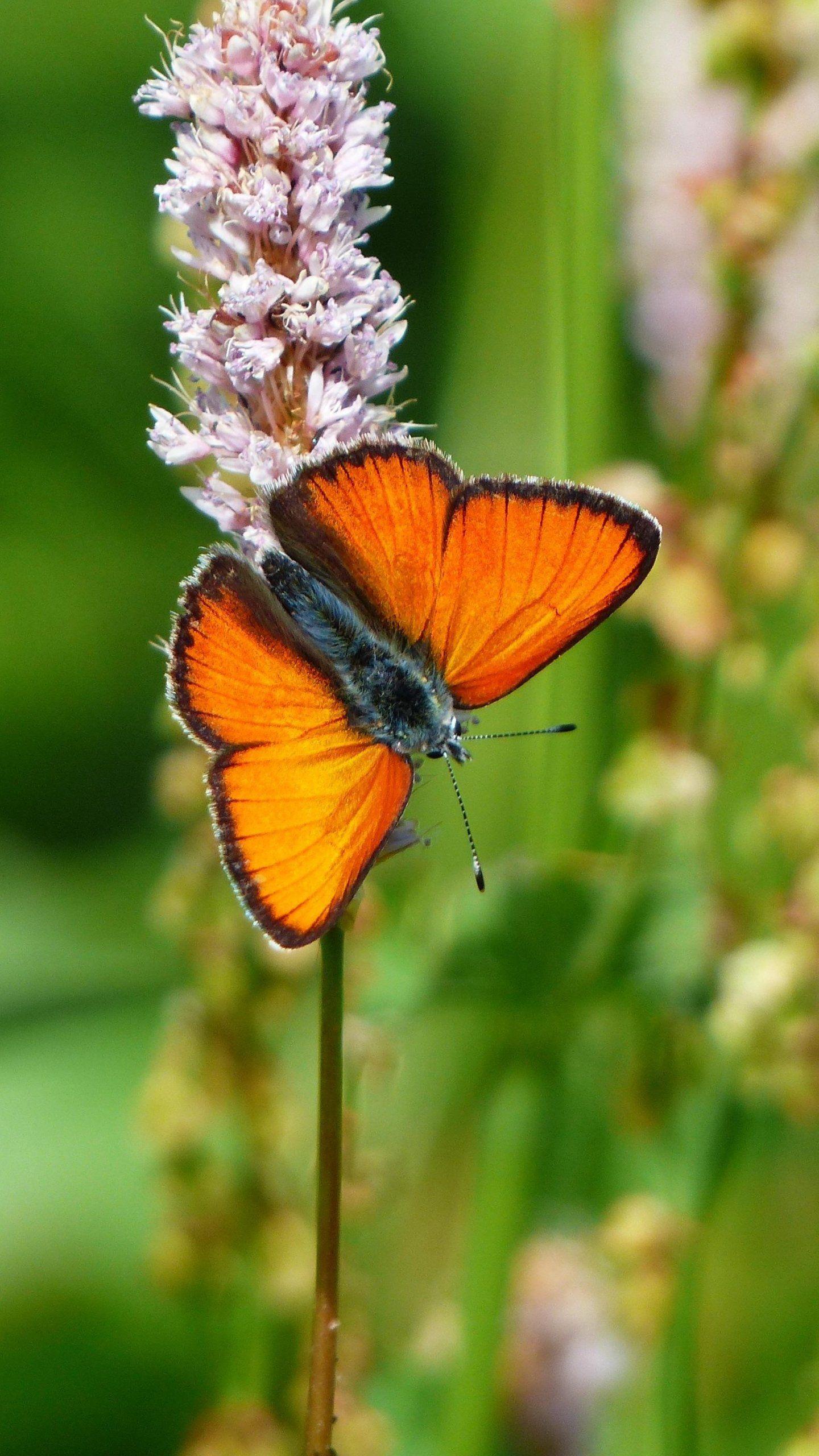 1440x2560 Orange Butterfly Wallpaper, Android & Desktop