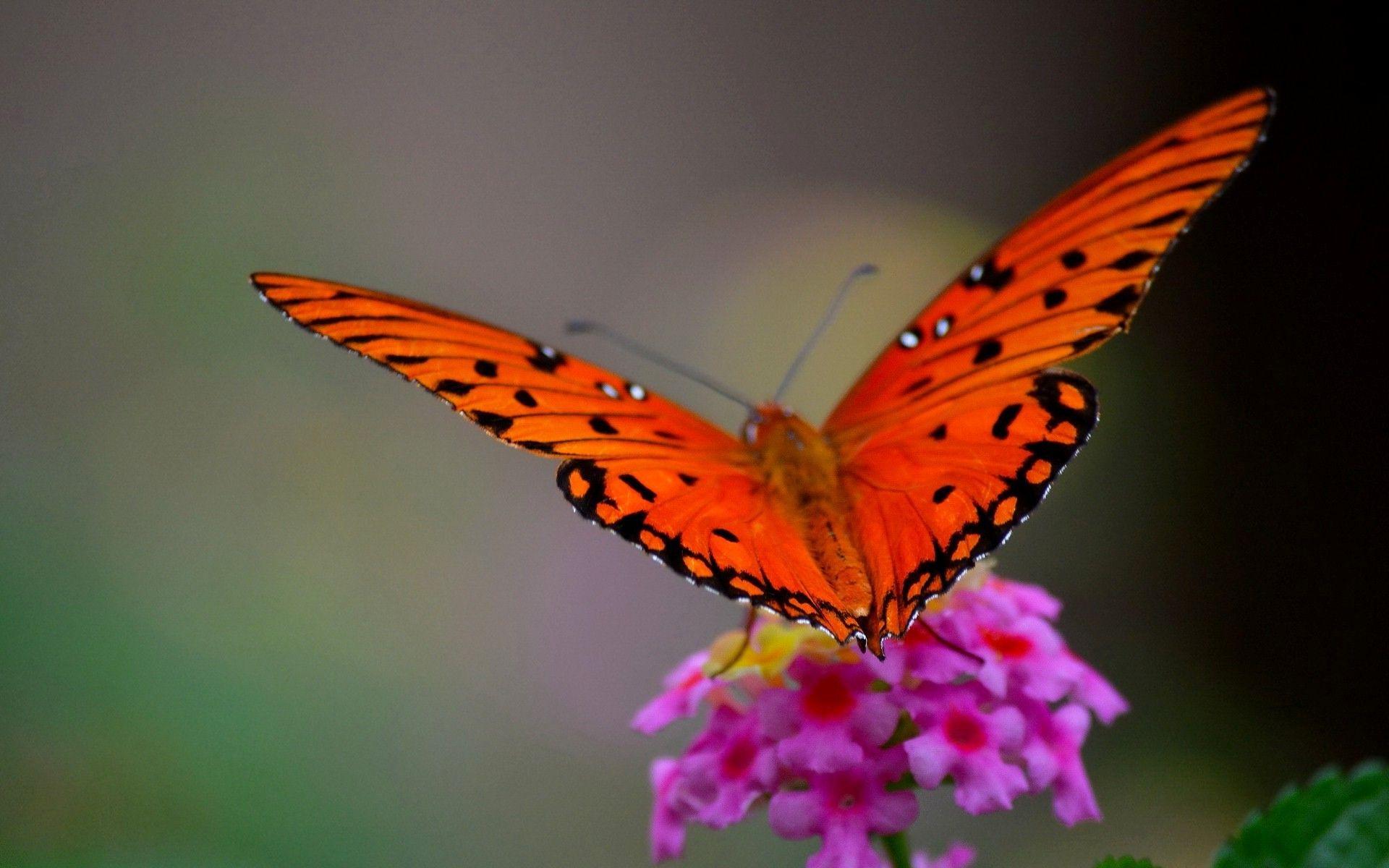 Orange Butterfly Wallpapers - Top Free Orange Butterfly Backgrounds