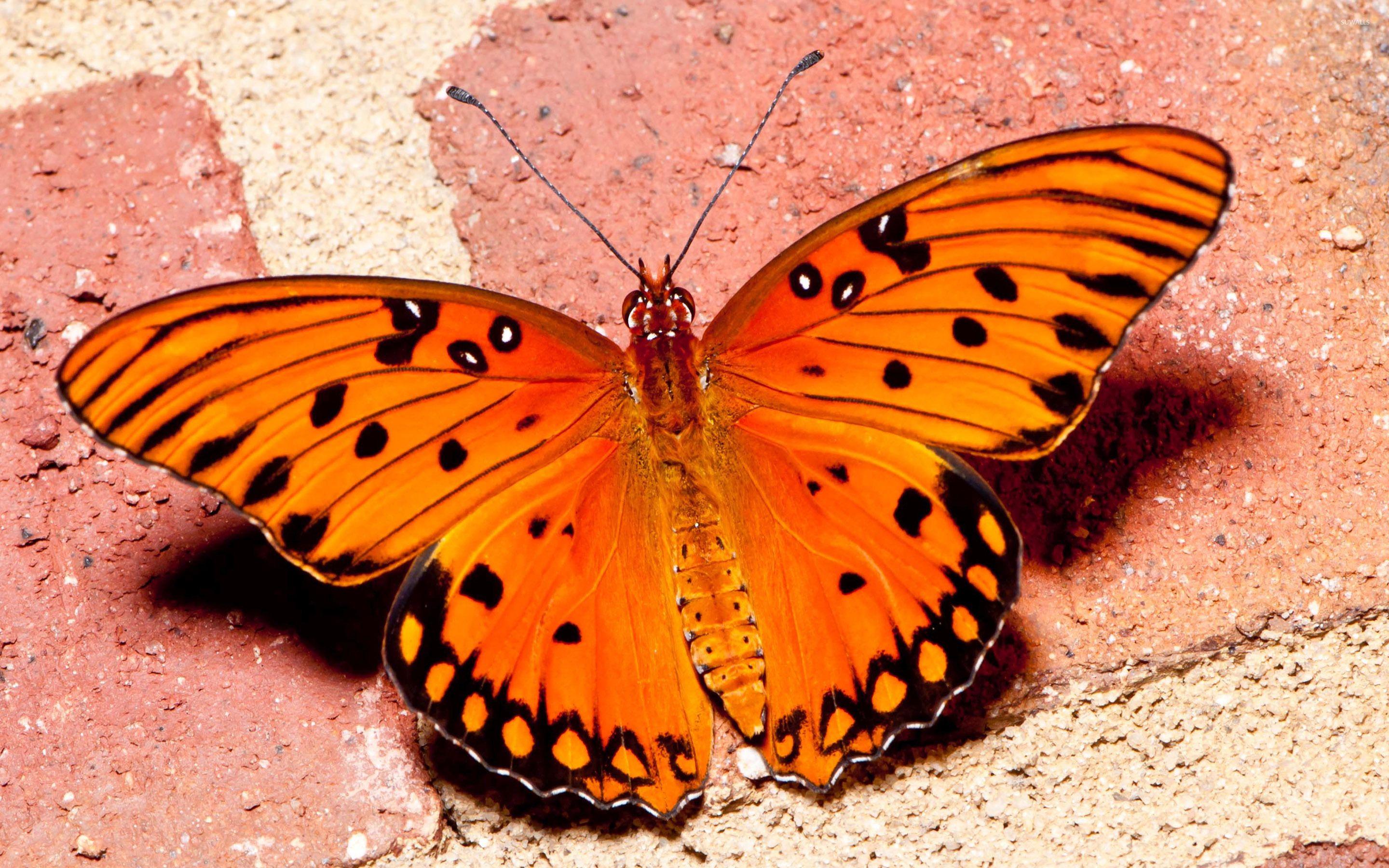 2880x1800 Orange Butterfly [3] wallpaper wallpaper