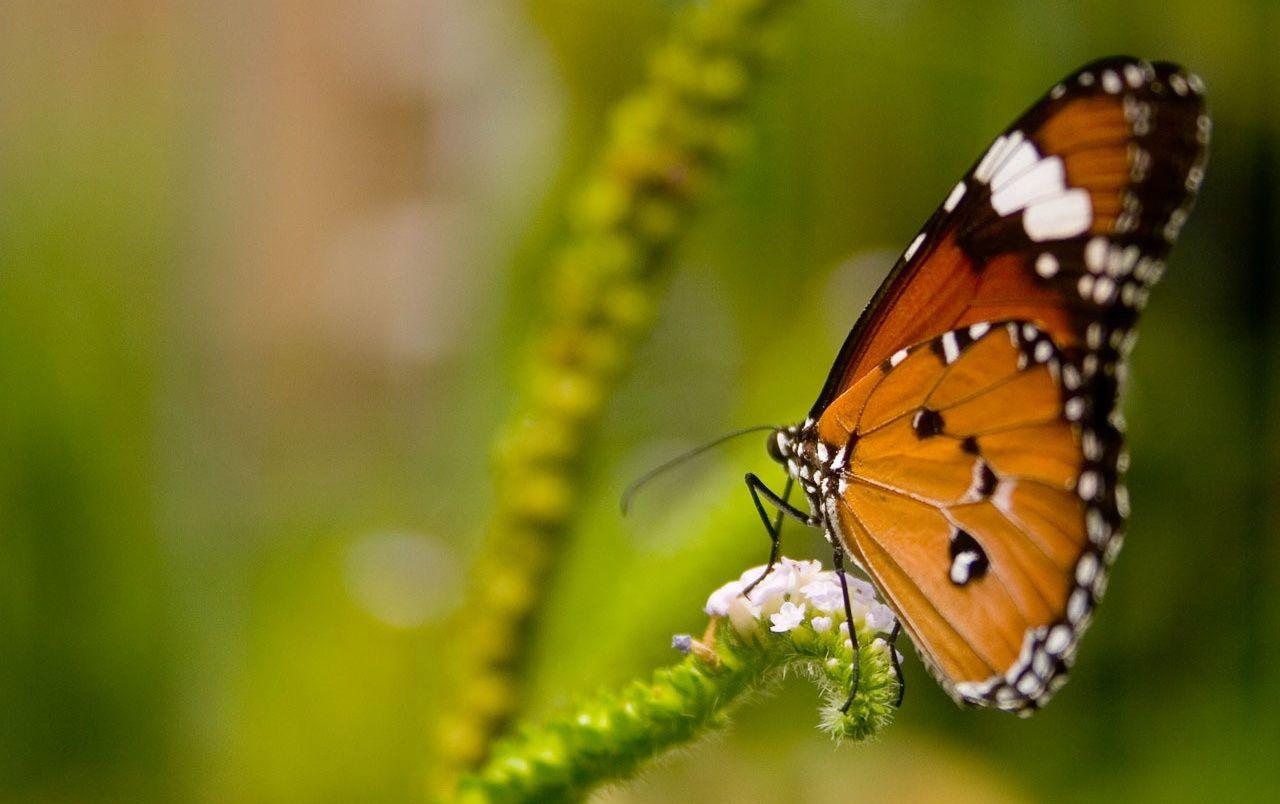 1280x804 Orange butterfly wallpaper. Orange butterfly