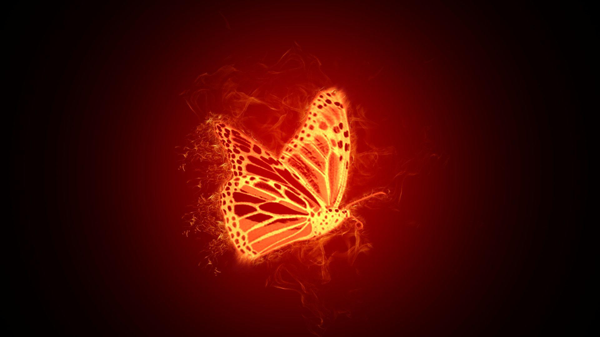 Orange Butterfly Wallpapers - Top Free Orange Butterfly Backgrounds