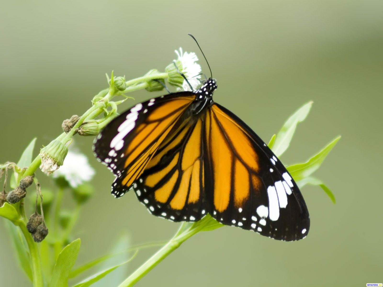1600x1200 My Wallpaper Corner: Impressive Orange Butterfly Wallpaper