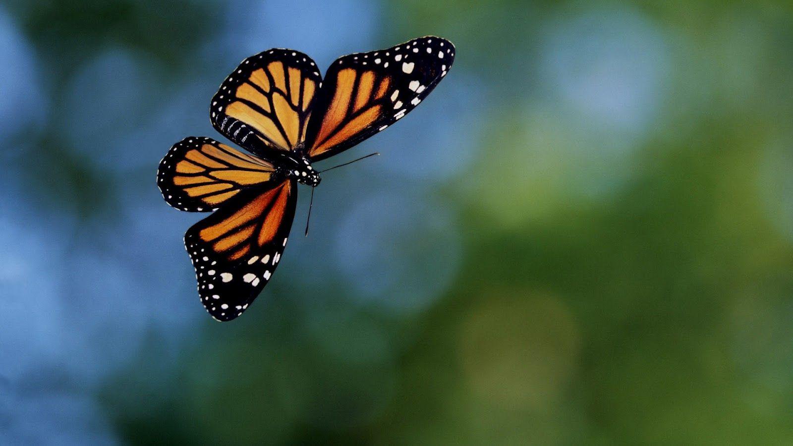 1600x900 Hình nền bướm bay màu cam đen.  Hình nền động vật HD