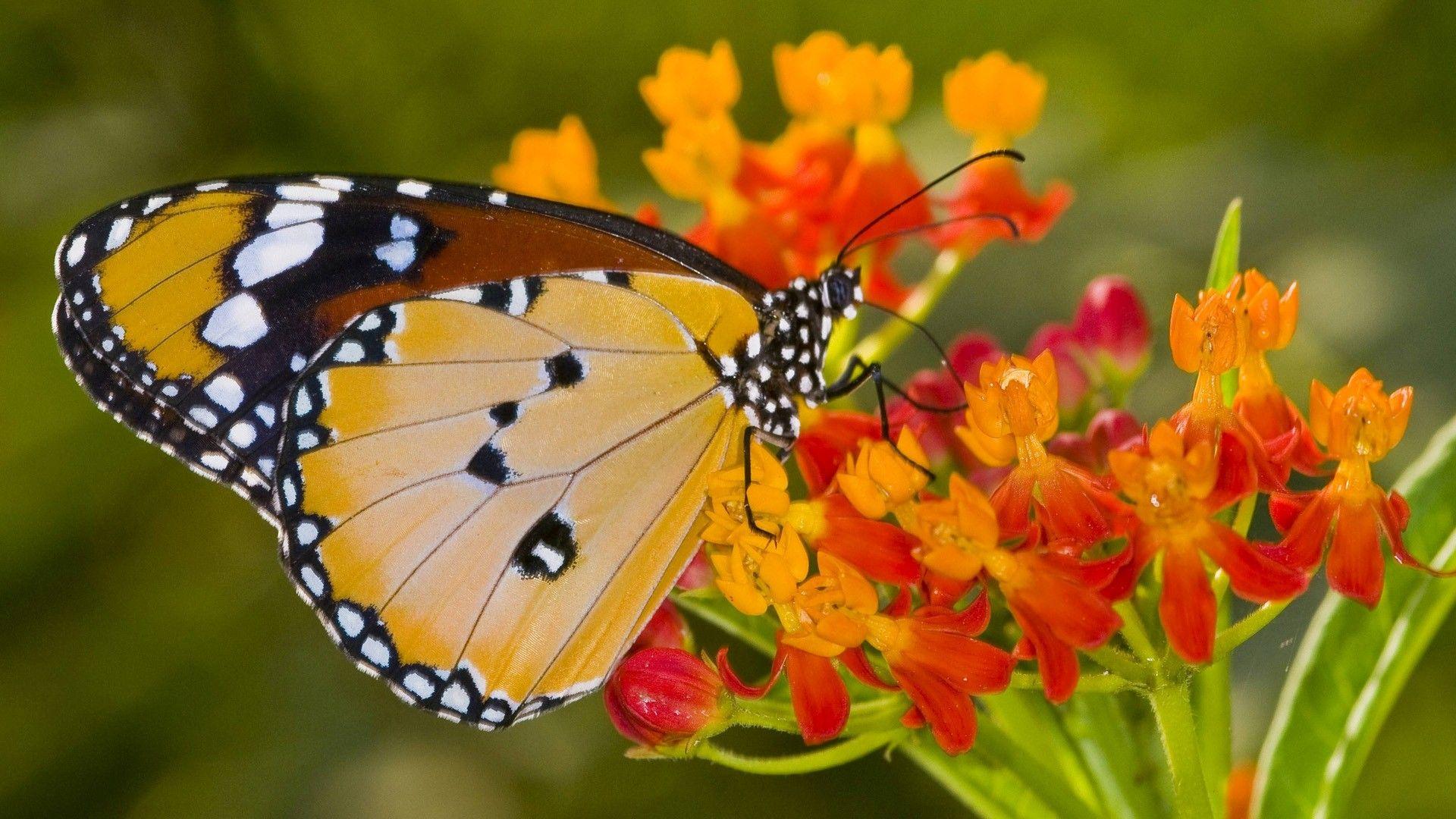 Orange Butterfly Wallpapers - Top Free Orange Butterfly Backgrounds ...
