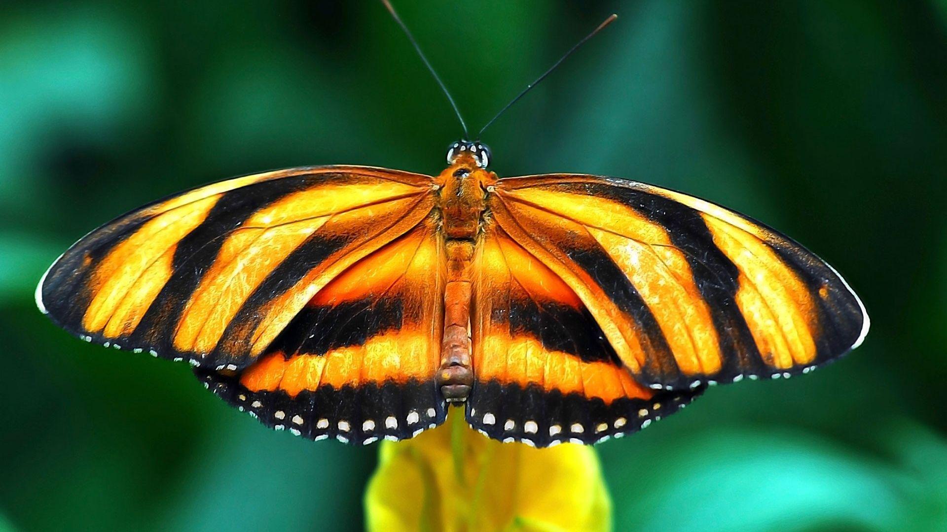 Orange Butterfly Wallpapers Top Free Orange Butterfly Backgrounds