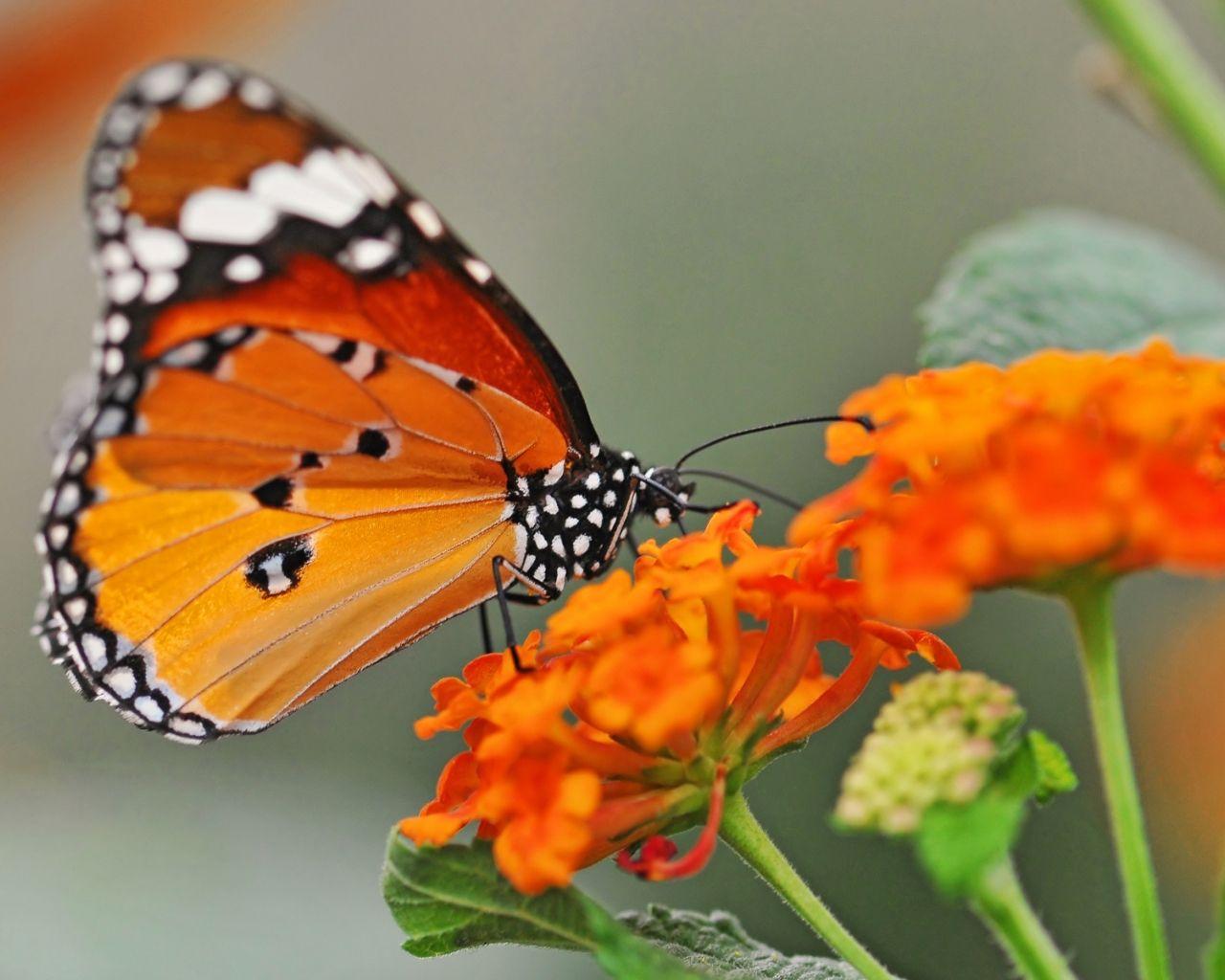 1280x1024 Download orange flowers butterfly wallpaper wallpaper