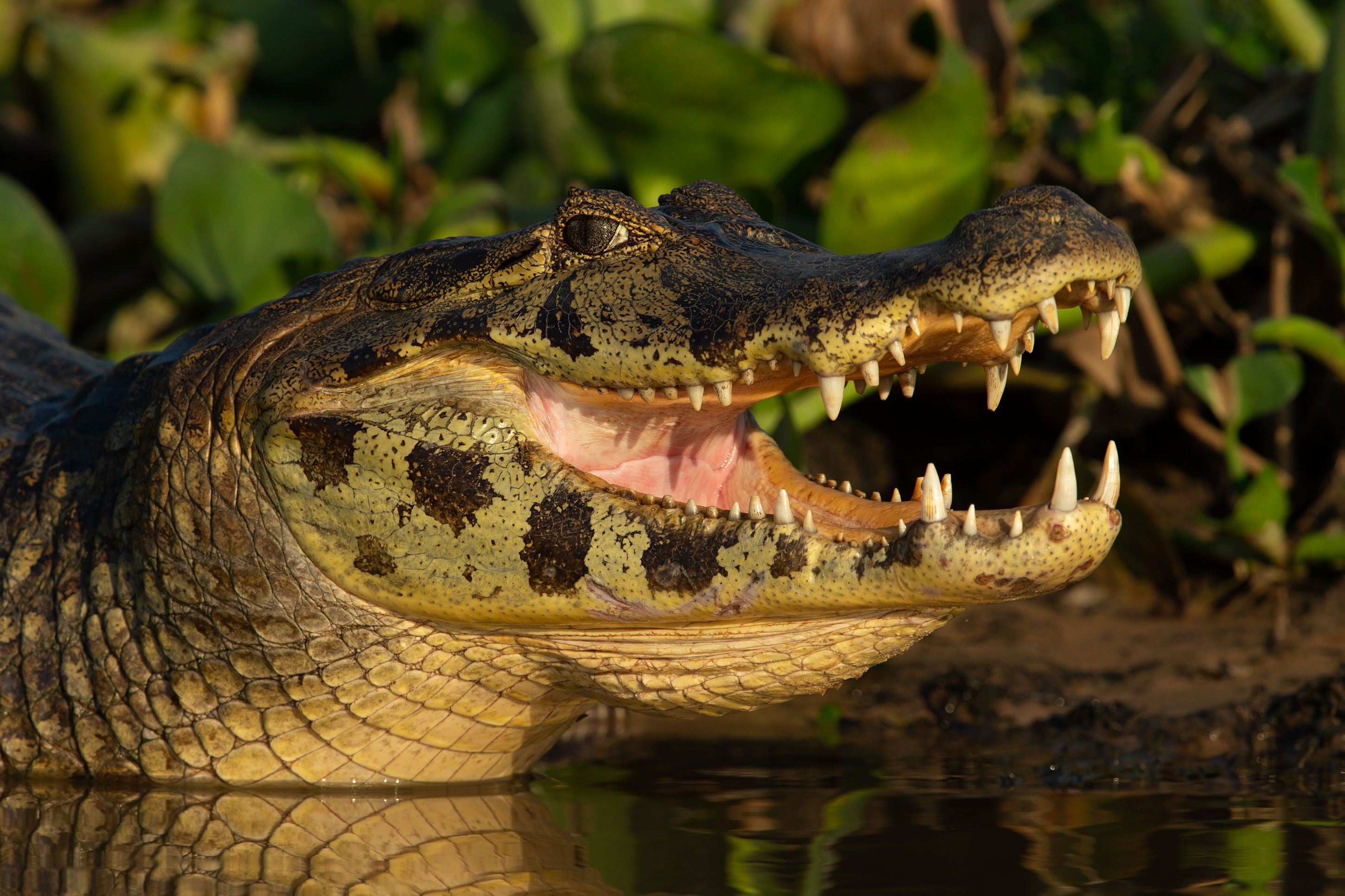 2900x1933 Download Animal Caiman HD Wallpaper