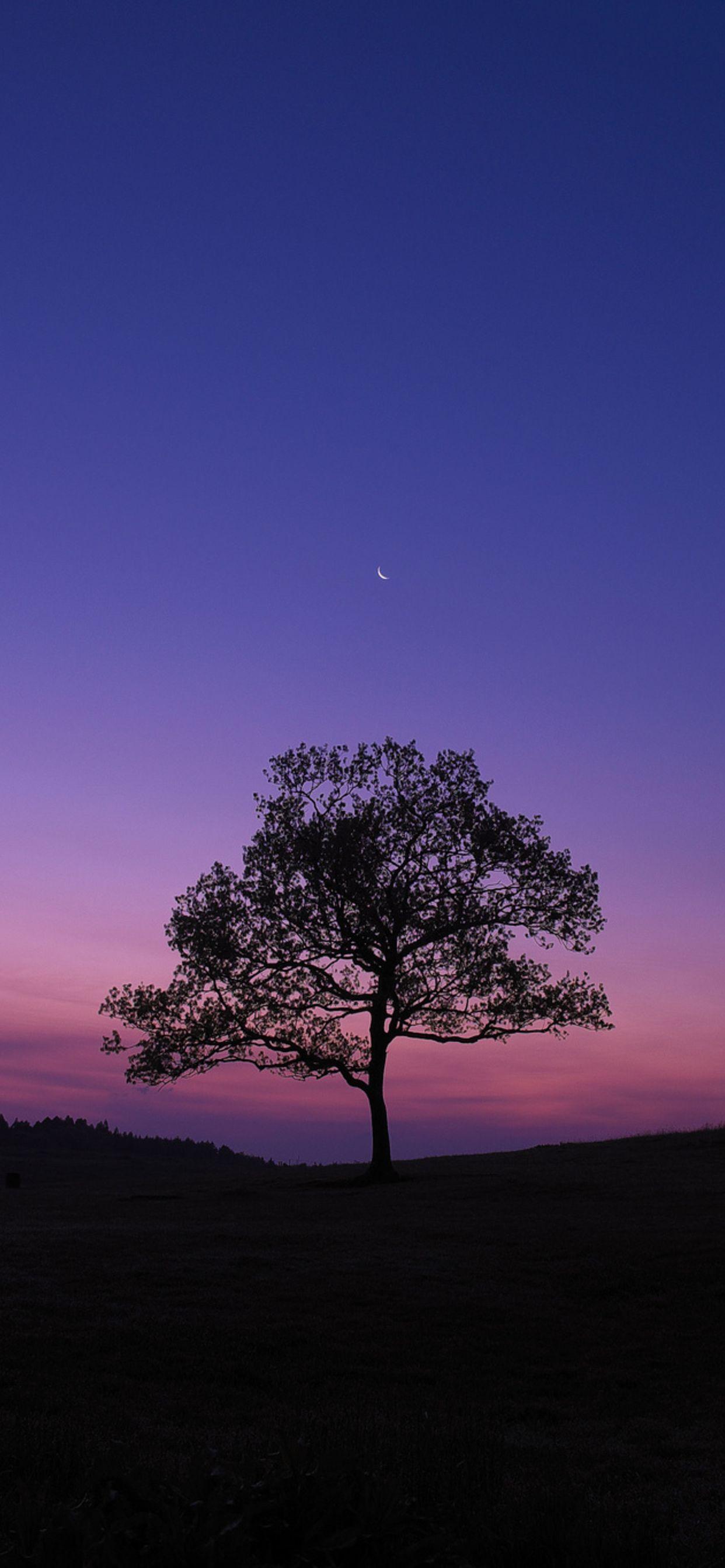 1242x2688 Dark Sky Tree Purple Sky Nature iPhone XS MAX HD