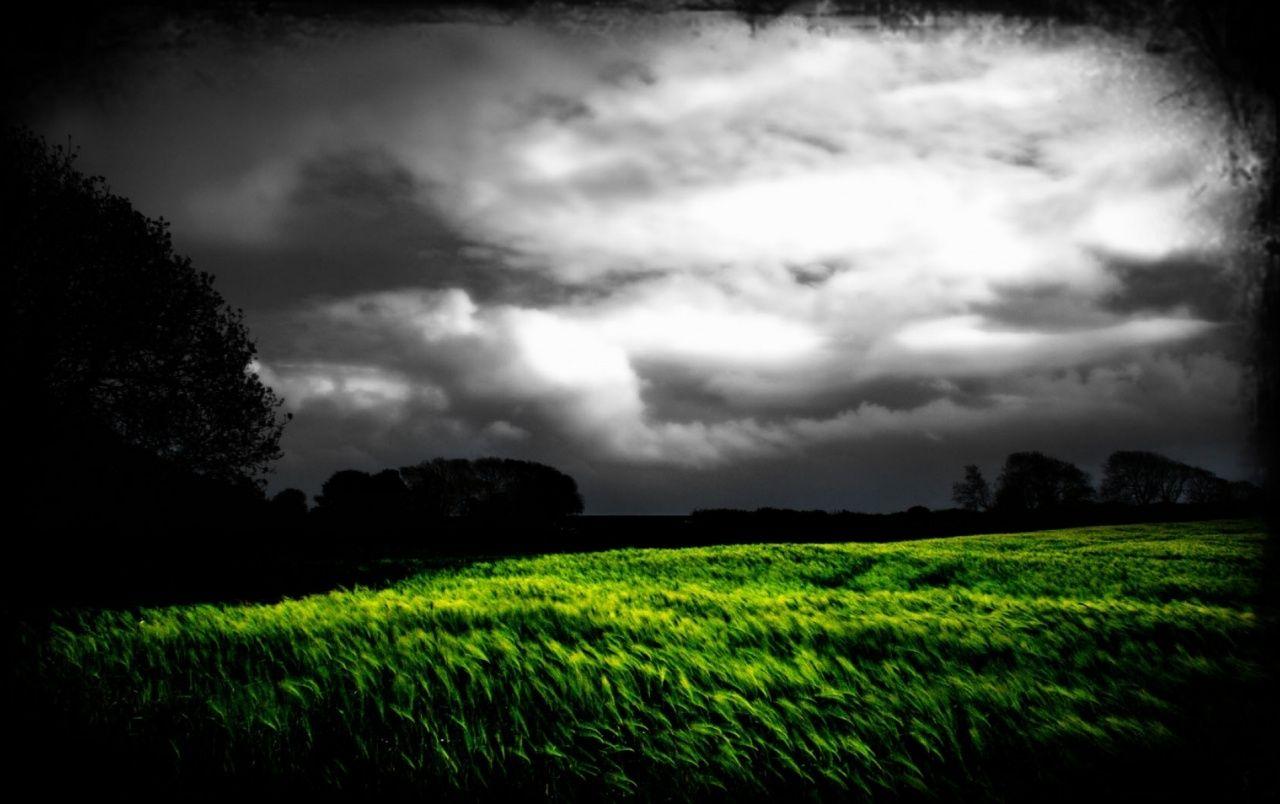 1280x804 Dark Sky Trees & Grass Field wallpaper. Dark Sky Trees