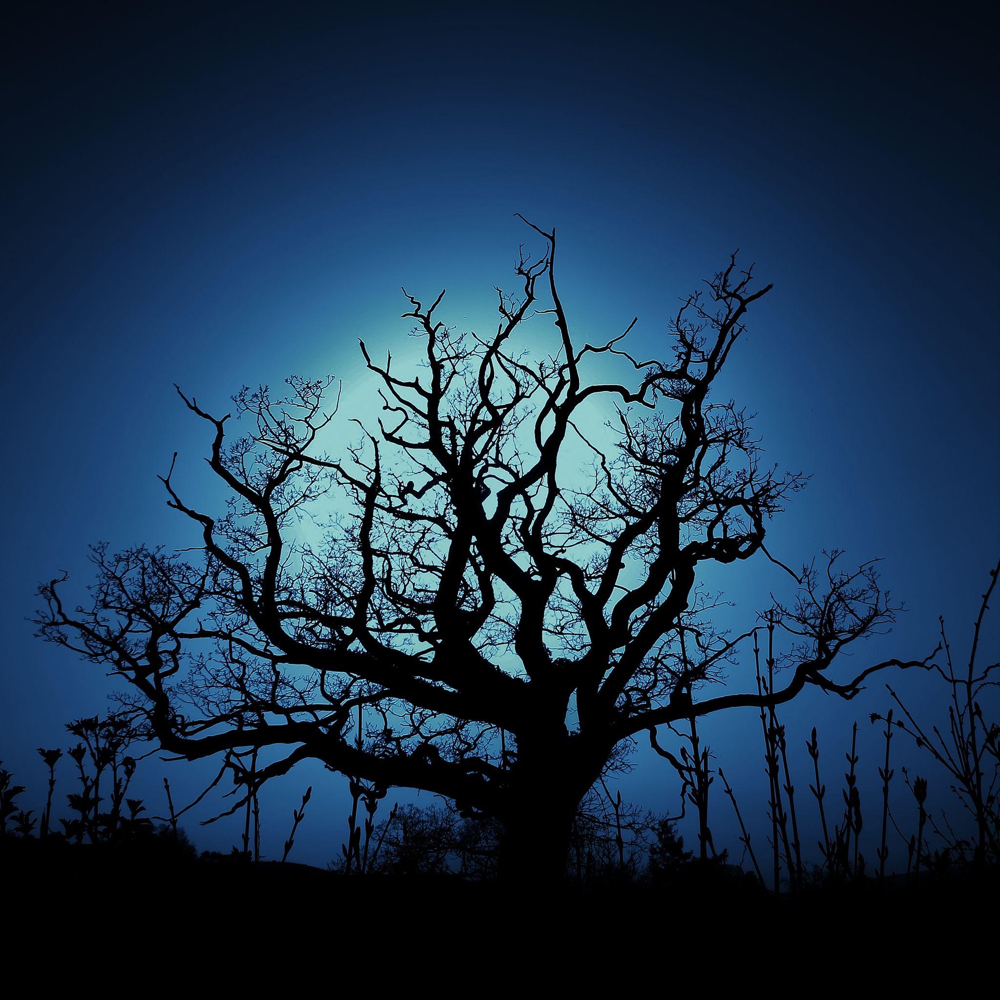 Dark Tree Wallpapers - Top Free Dark Tree Backgrounds - WallpaperAccess