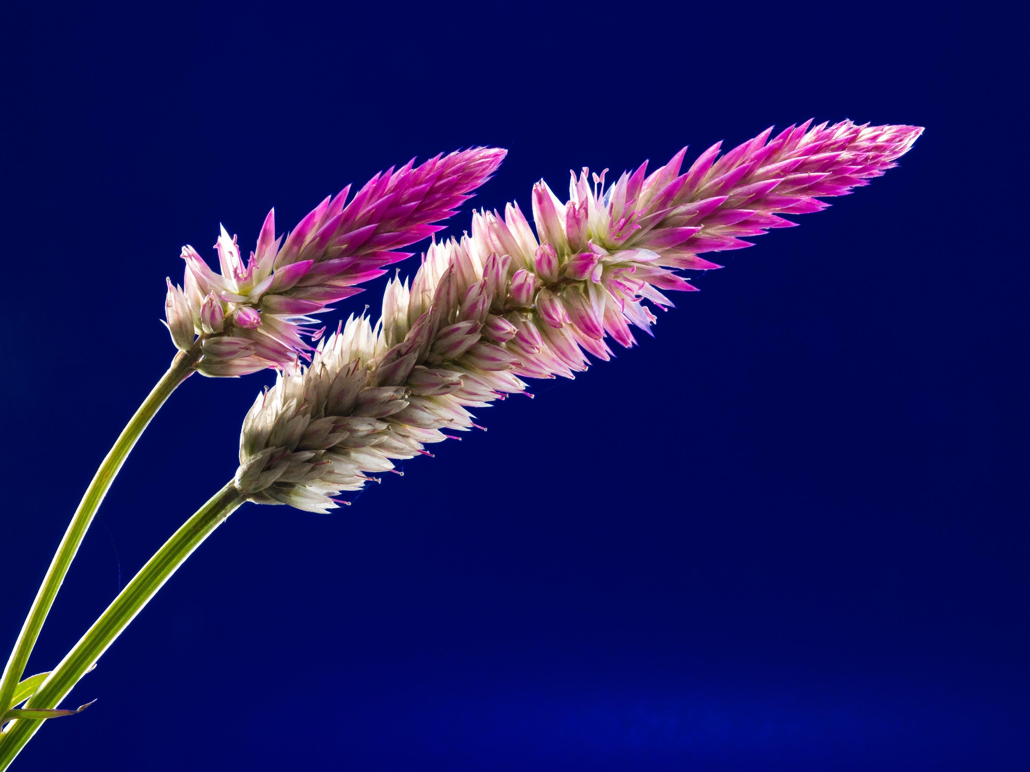 4000x3000 Beautiful Full HD Wallpaper Photo