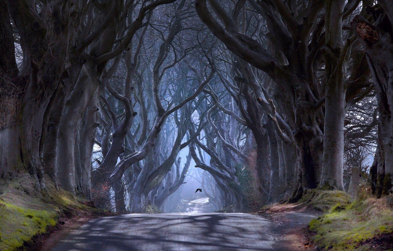 1332x850 Wallpaper trees, bird, haze, Northern Ireland, Antrim County
