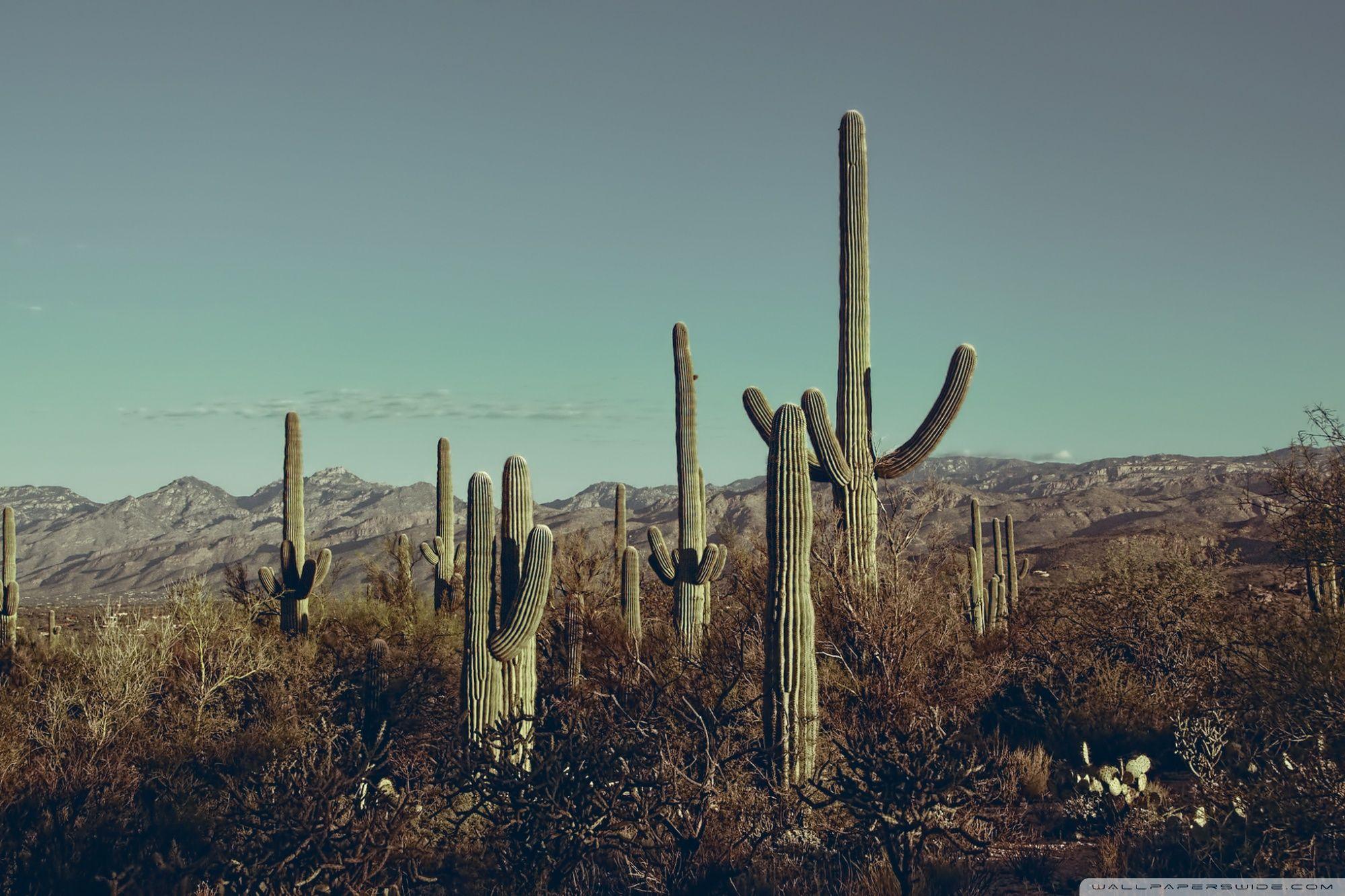 2000x1333 Saguaro National Park Wallpaper