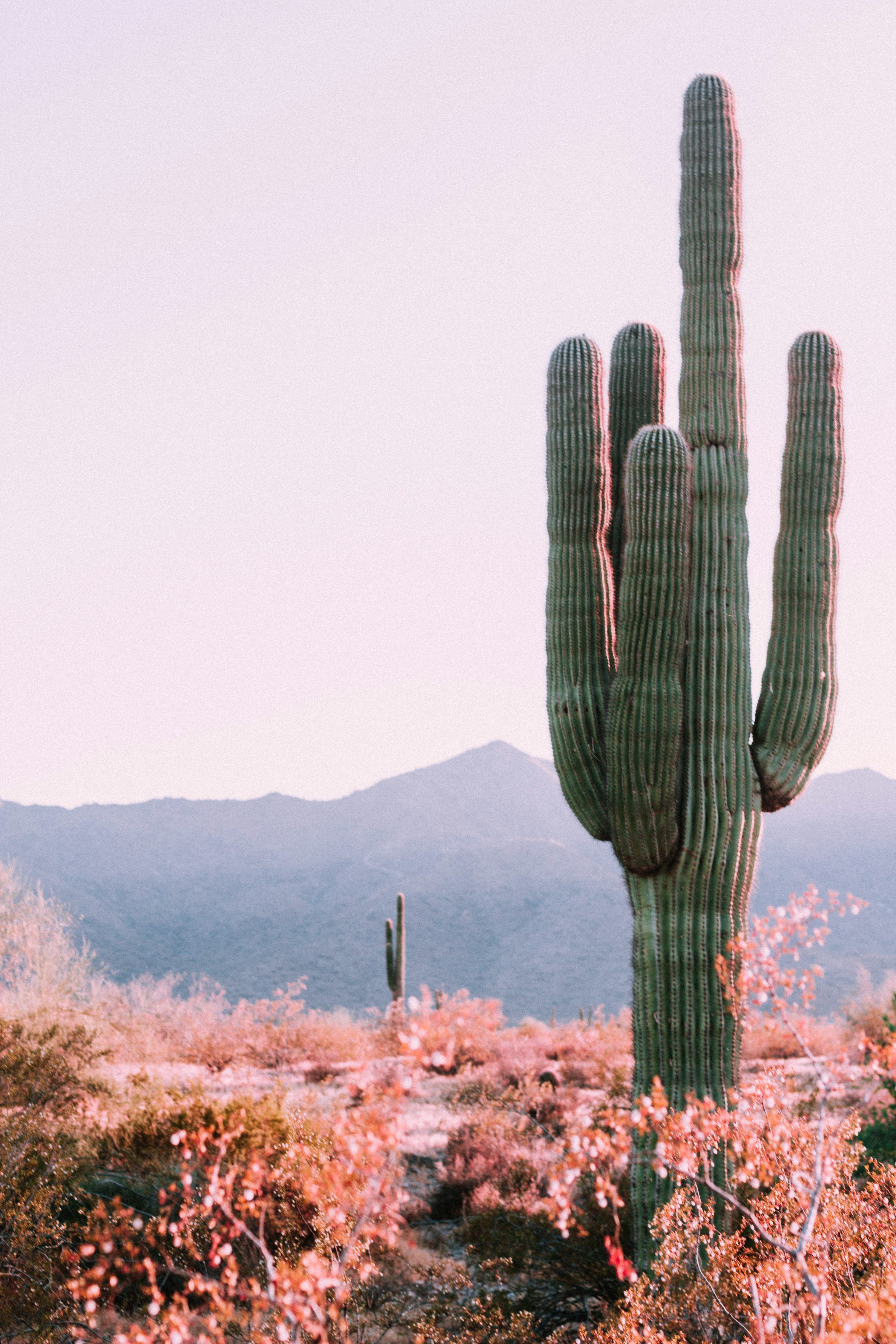 3000x4500 Saguaro Cactus Picture. Download Free