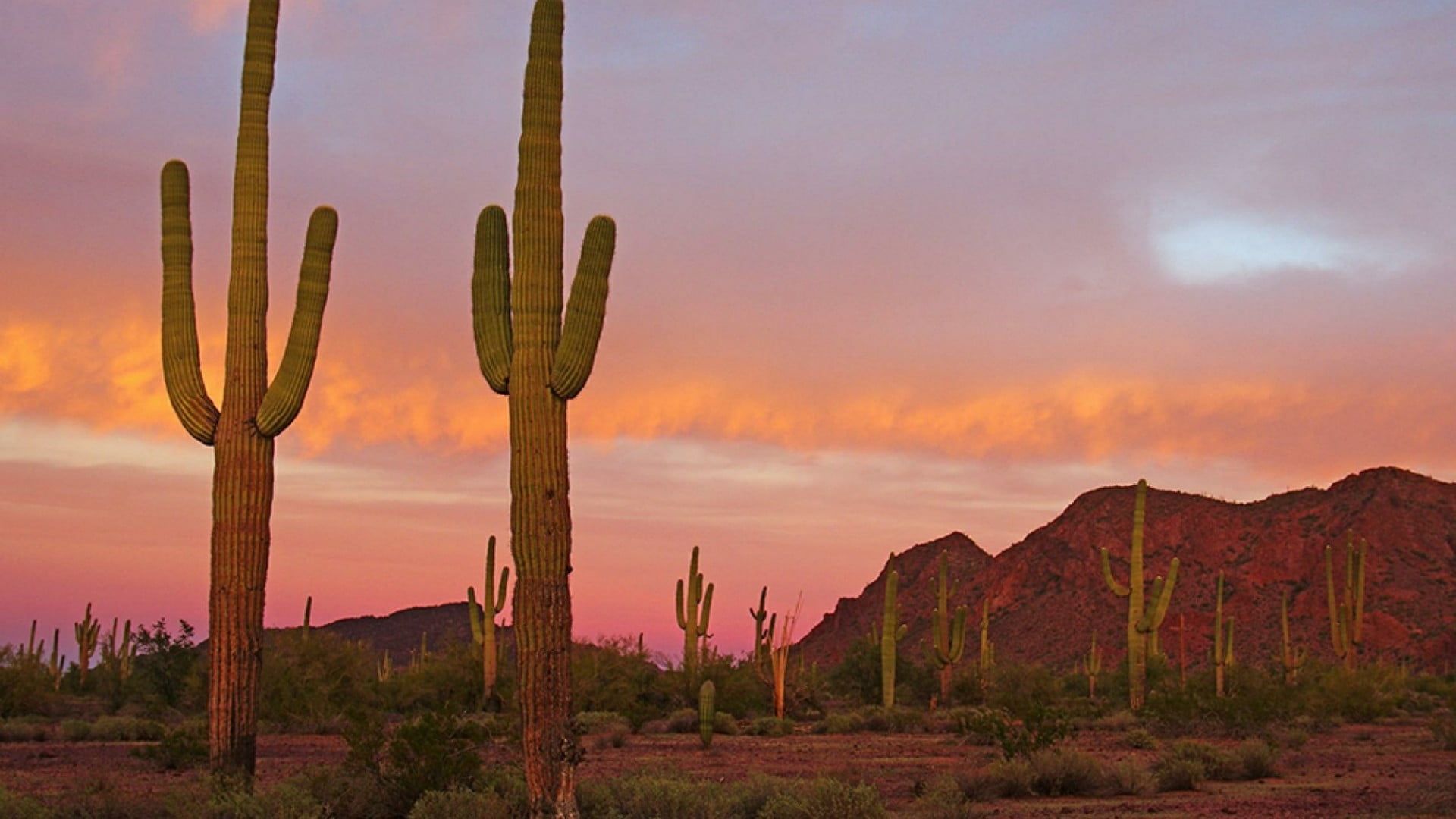 1920x1080 national park, saguaro cactus, arizon