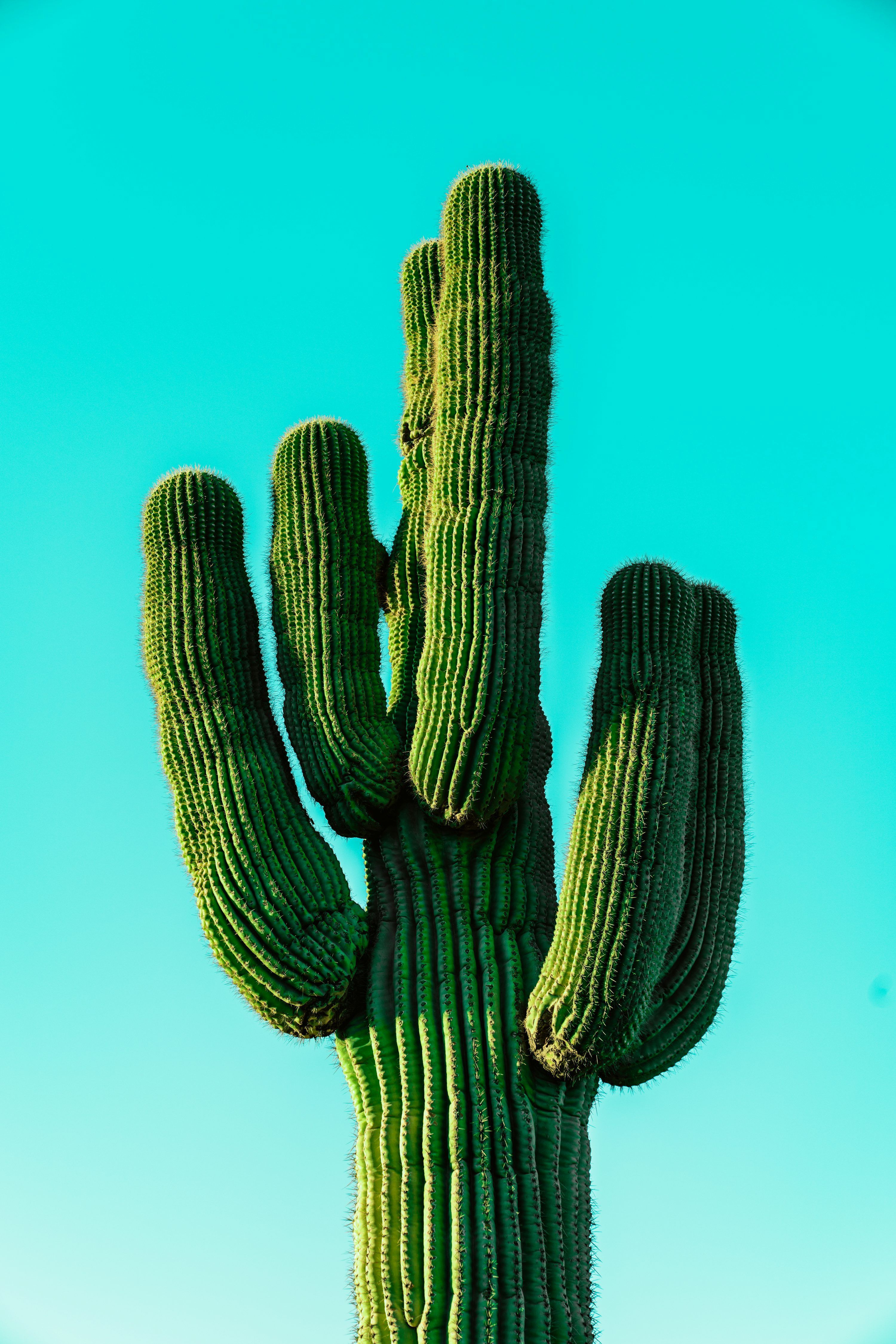 3000x4498 Saguaro Cactus Picture. Download Free